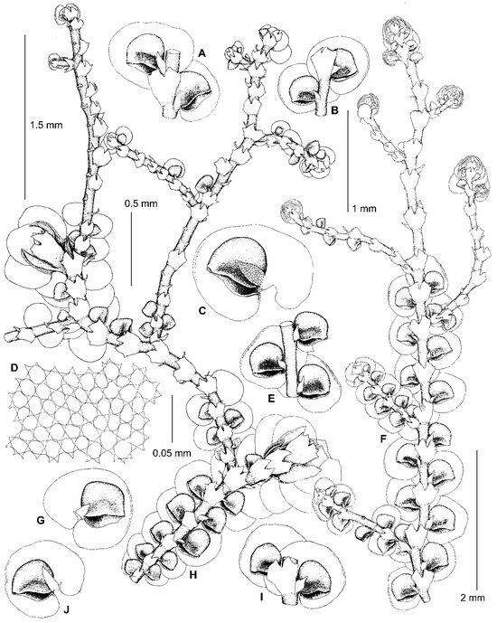 Plants 13 02397 g006