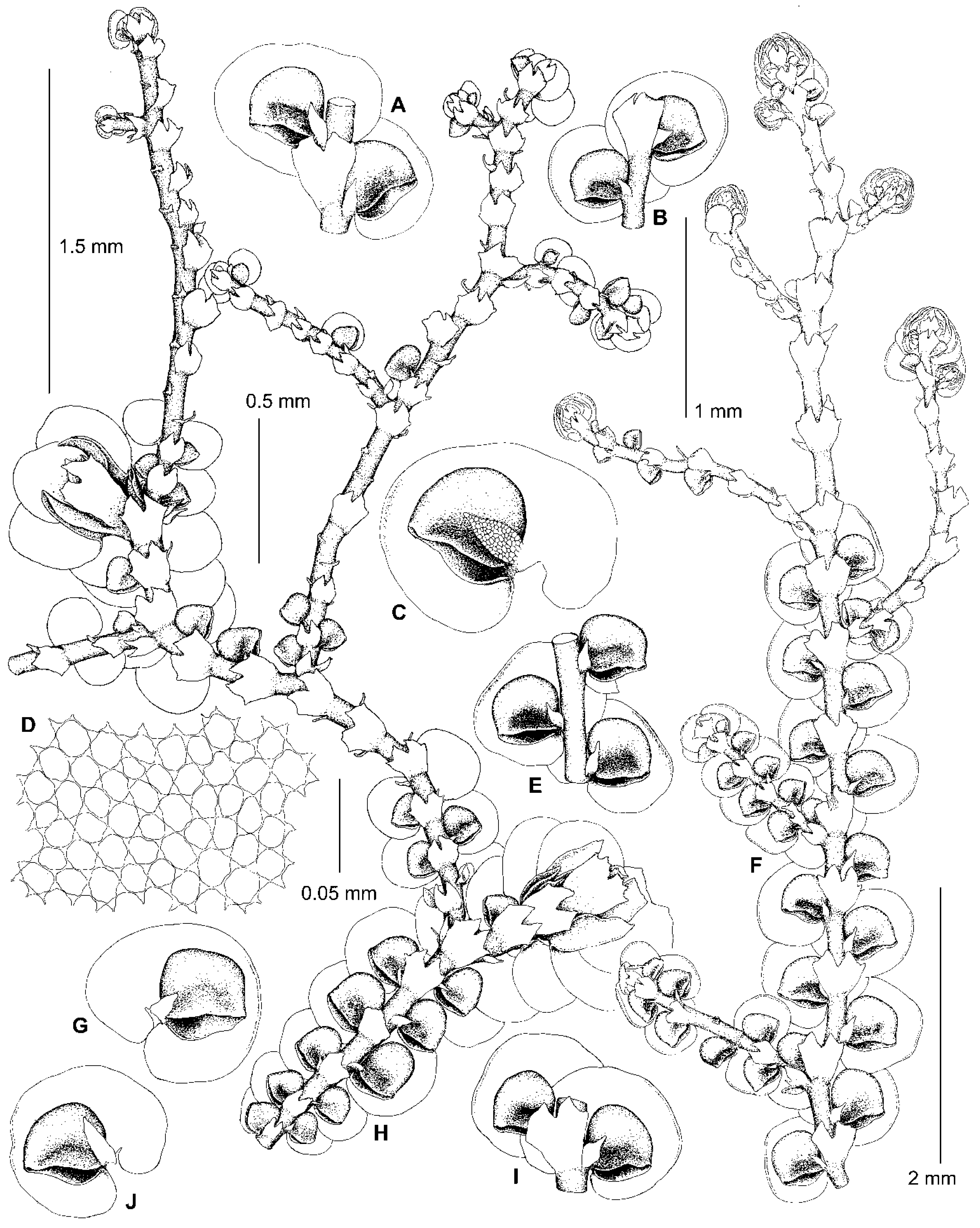 Plants 13 02397 g006 Plants 13 02397 g006