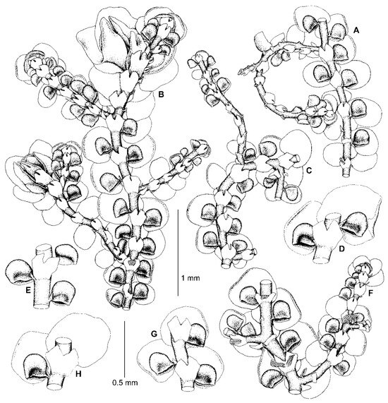 Plants 13 02397 g007