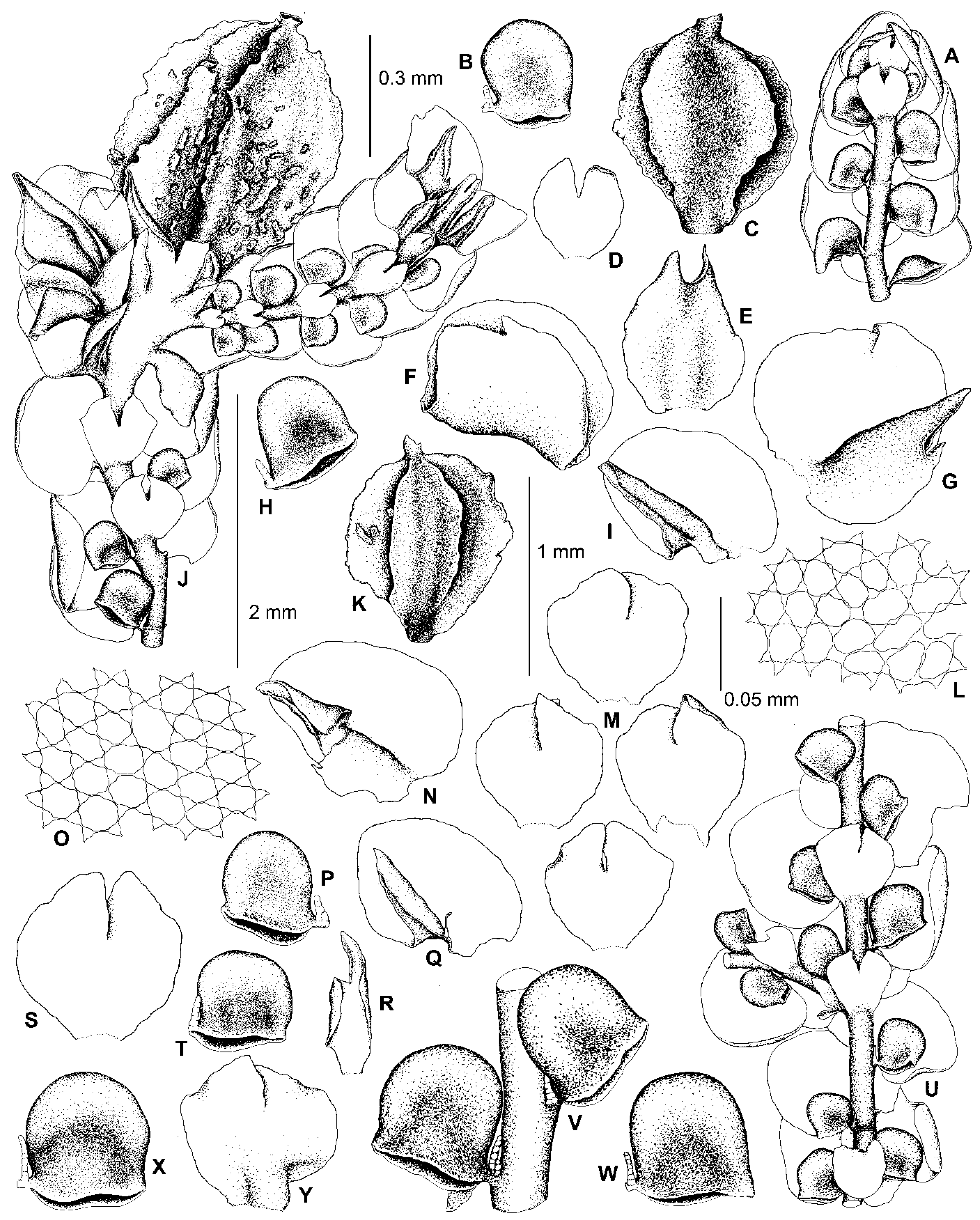 Plants 13 02397 g008 Plants 13 02397 g008