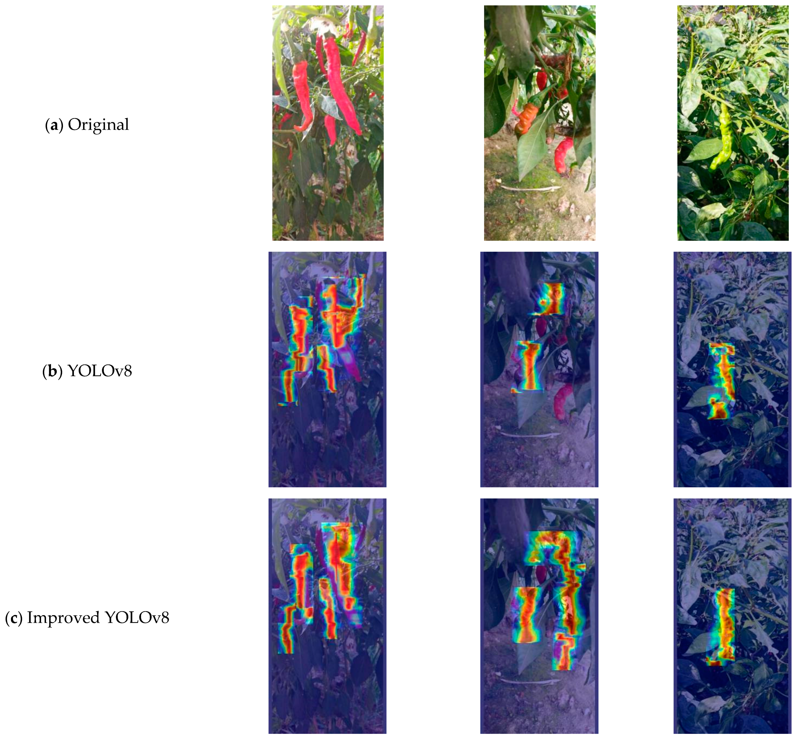 Plants 13 02402 g004