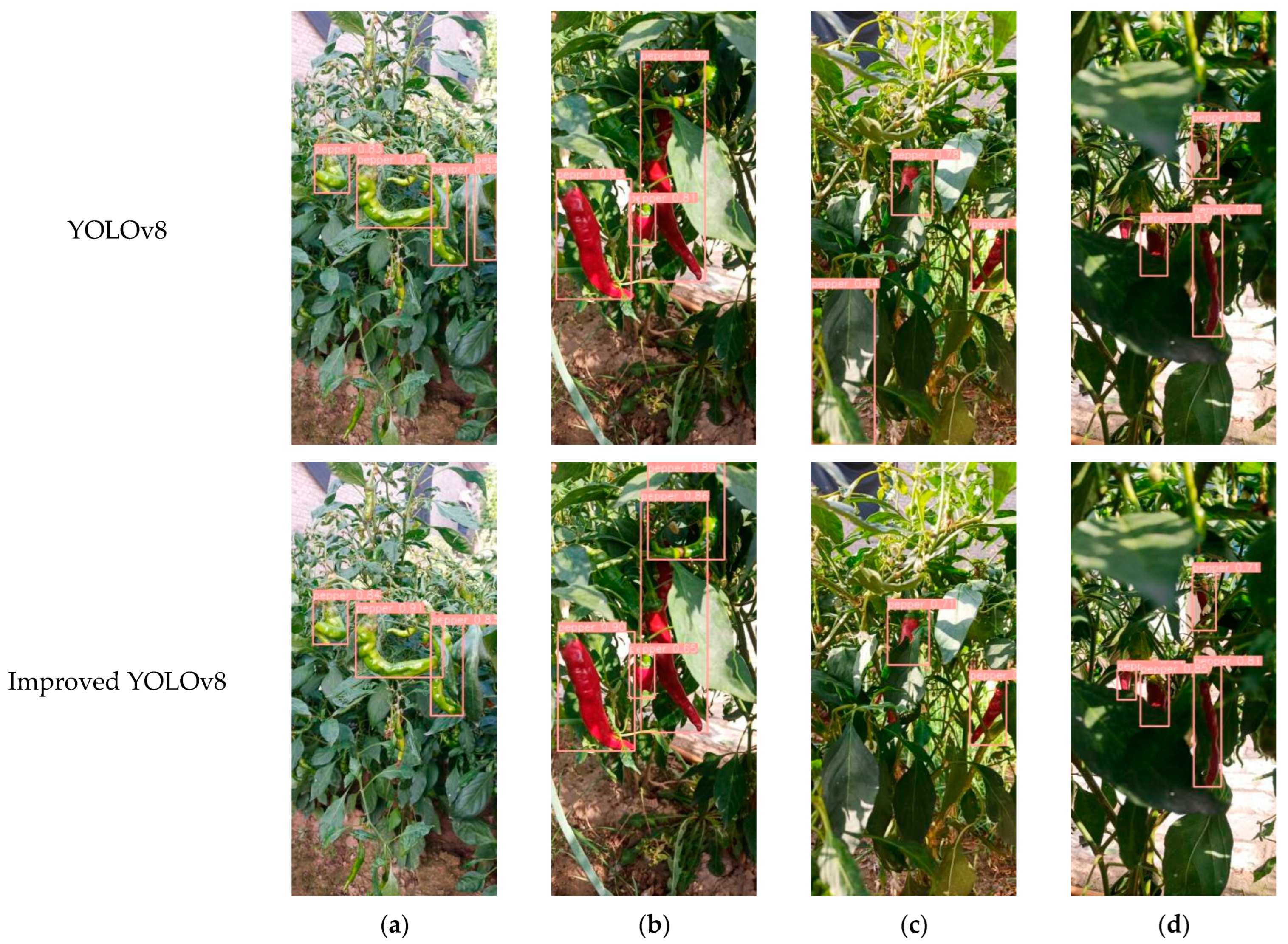 Plants 13 02402 g005