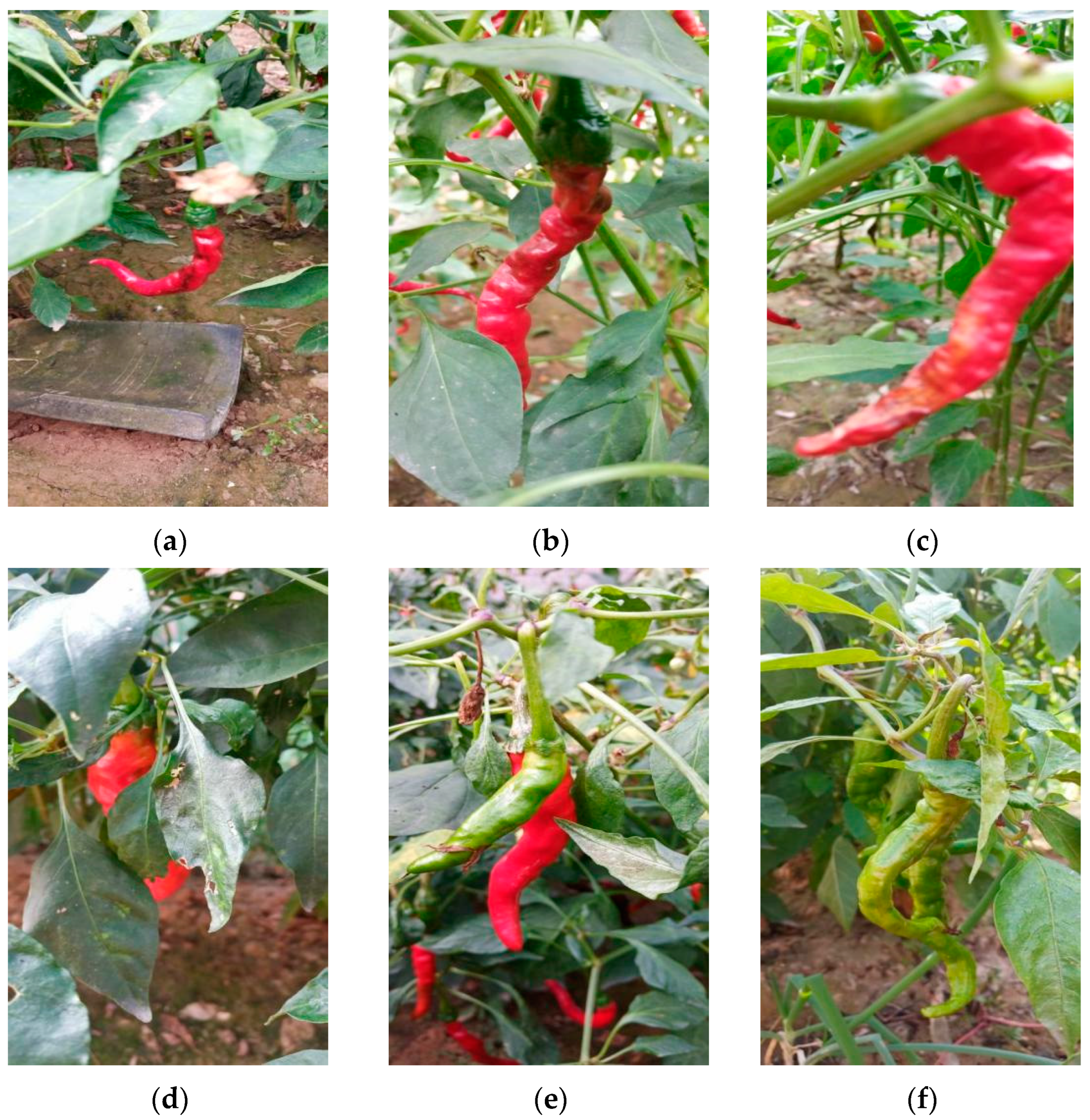 Plants 13 02402 g007