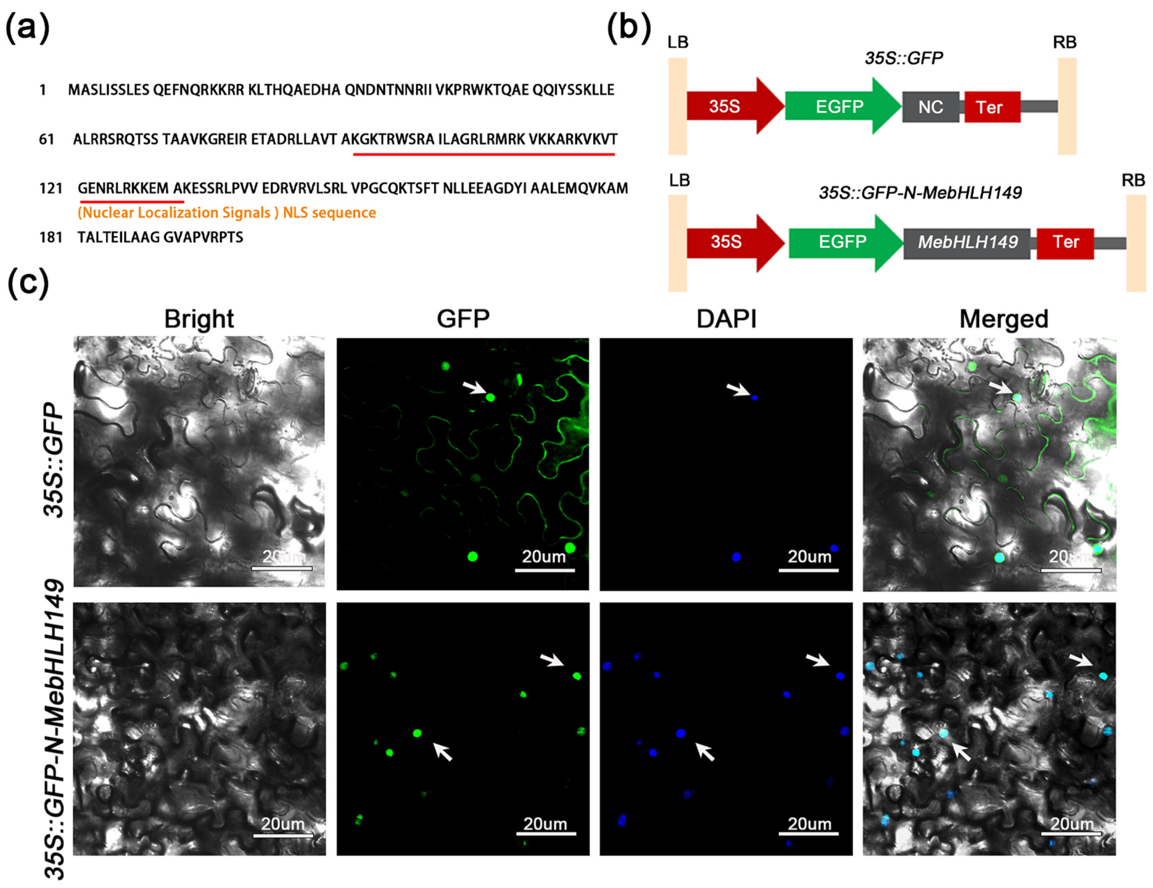 Plants 13 02422 g002