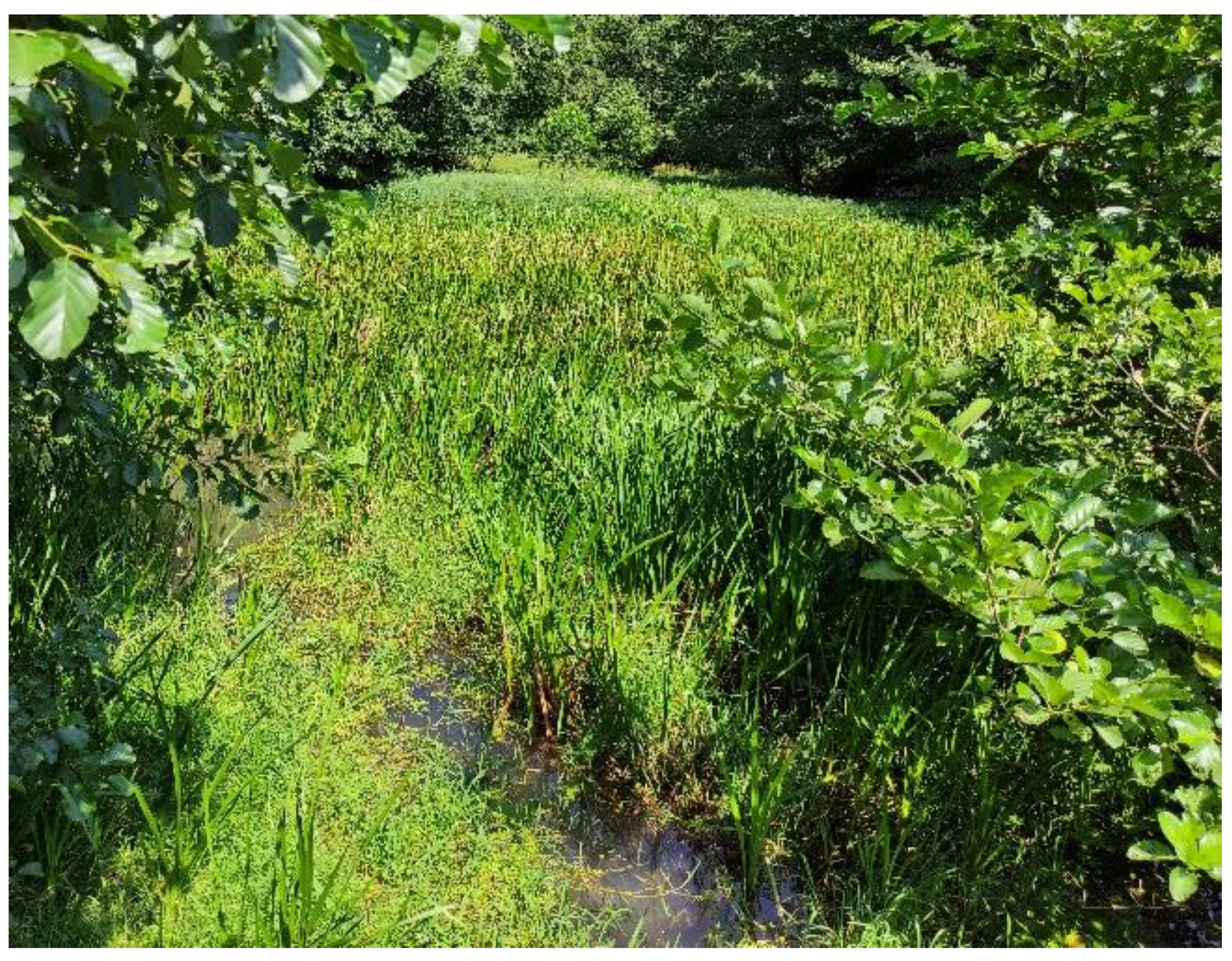 Plants 13 02439 g005