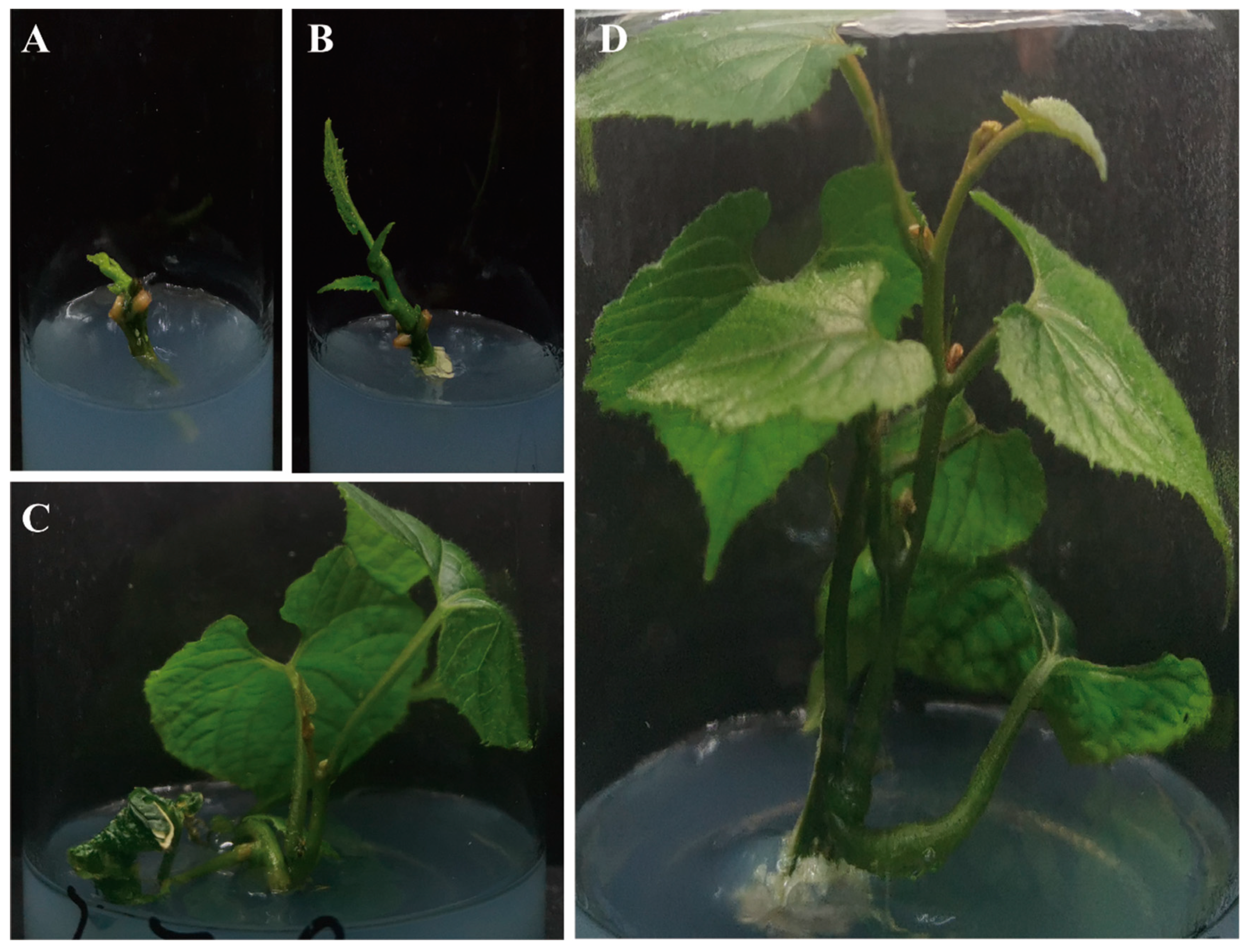 Plants 13 02449 g002
