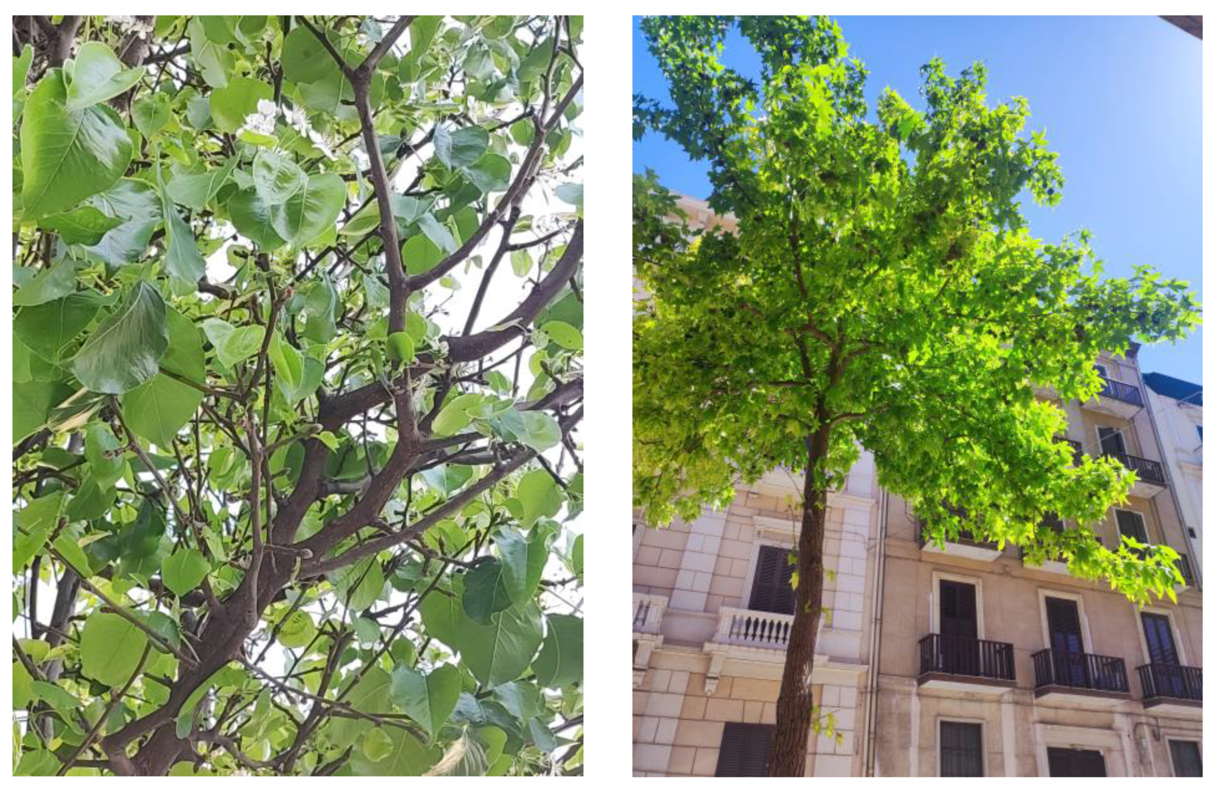 Plants 13 02463 g006