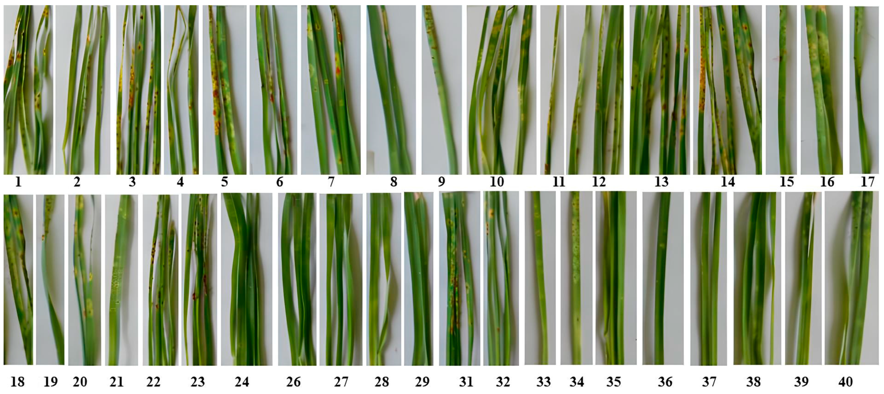 Plants 13 02469 g001