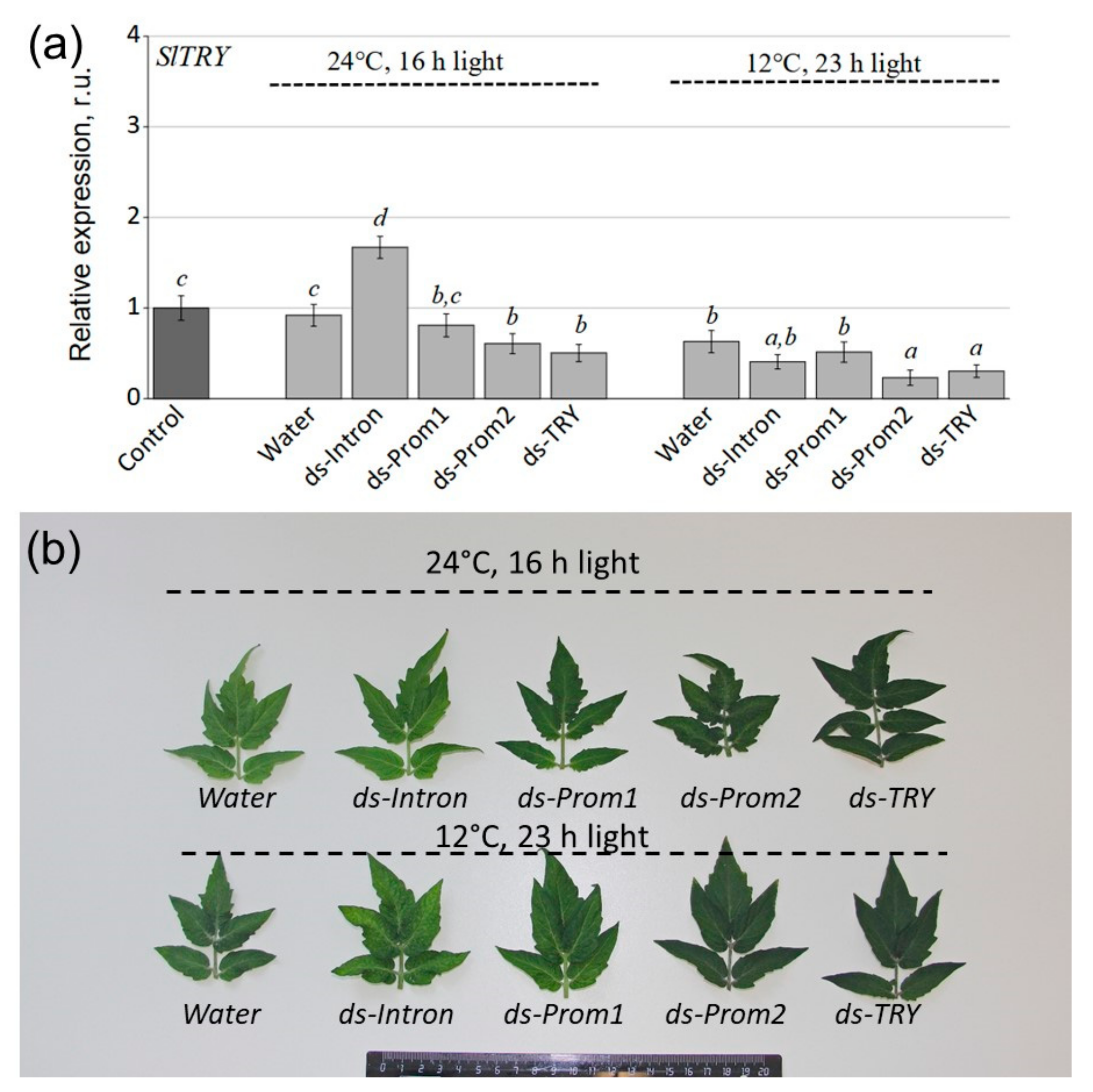 Plants 13 02489 g003