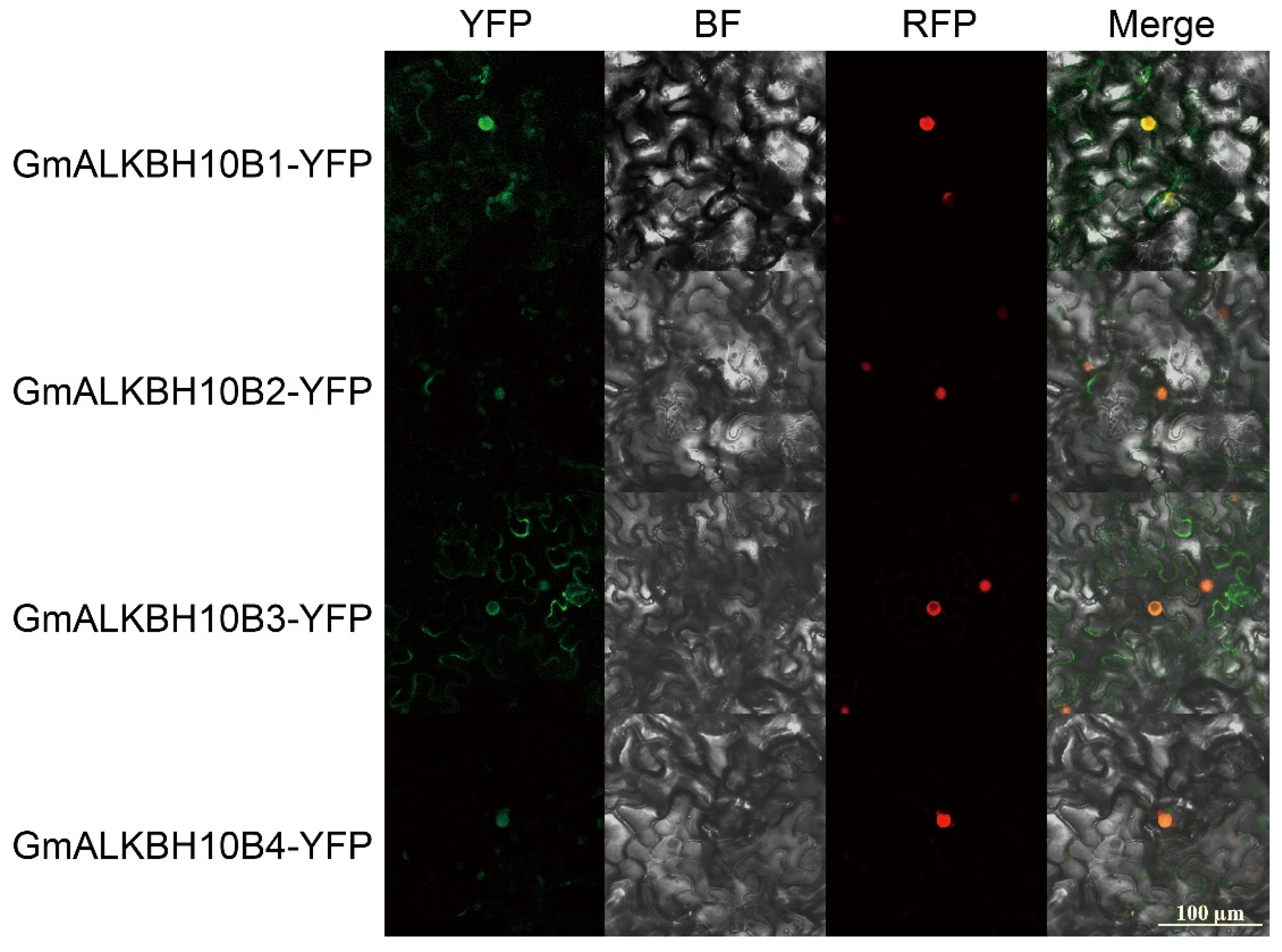 Plants 13 02491 g006