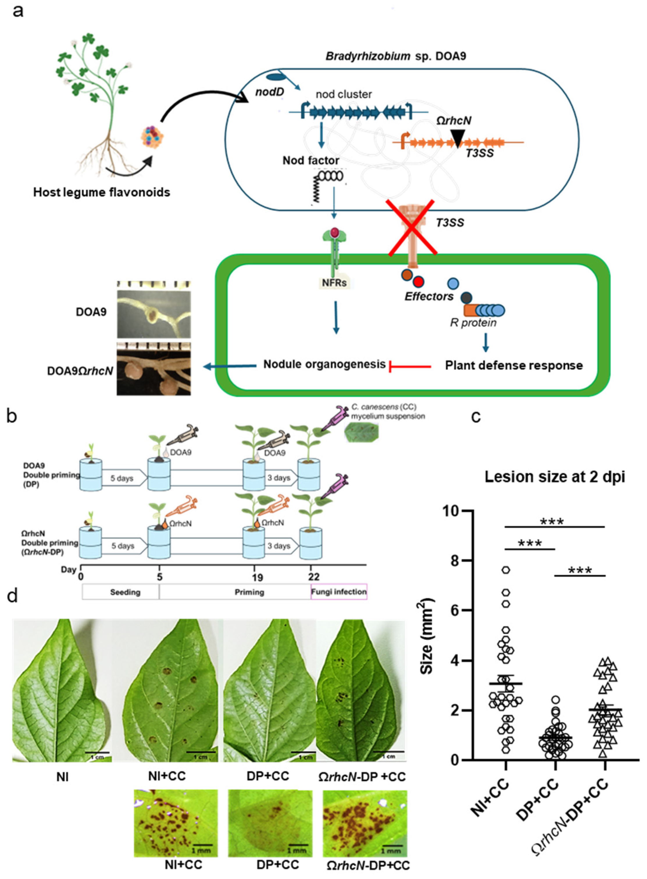 Plants 13 02495 g006