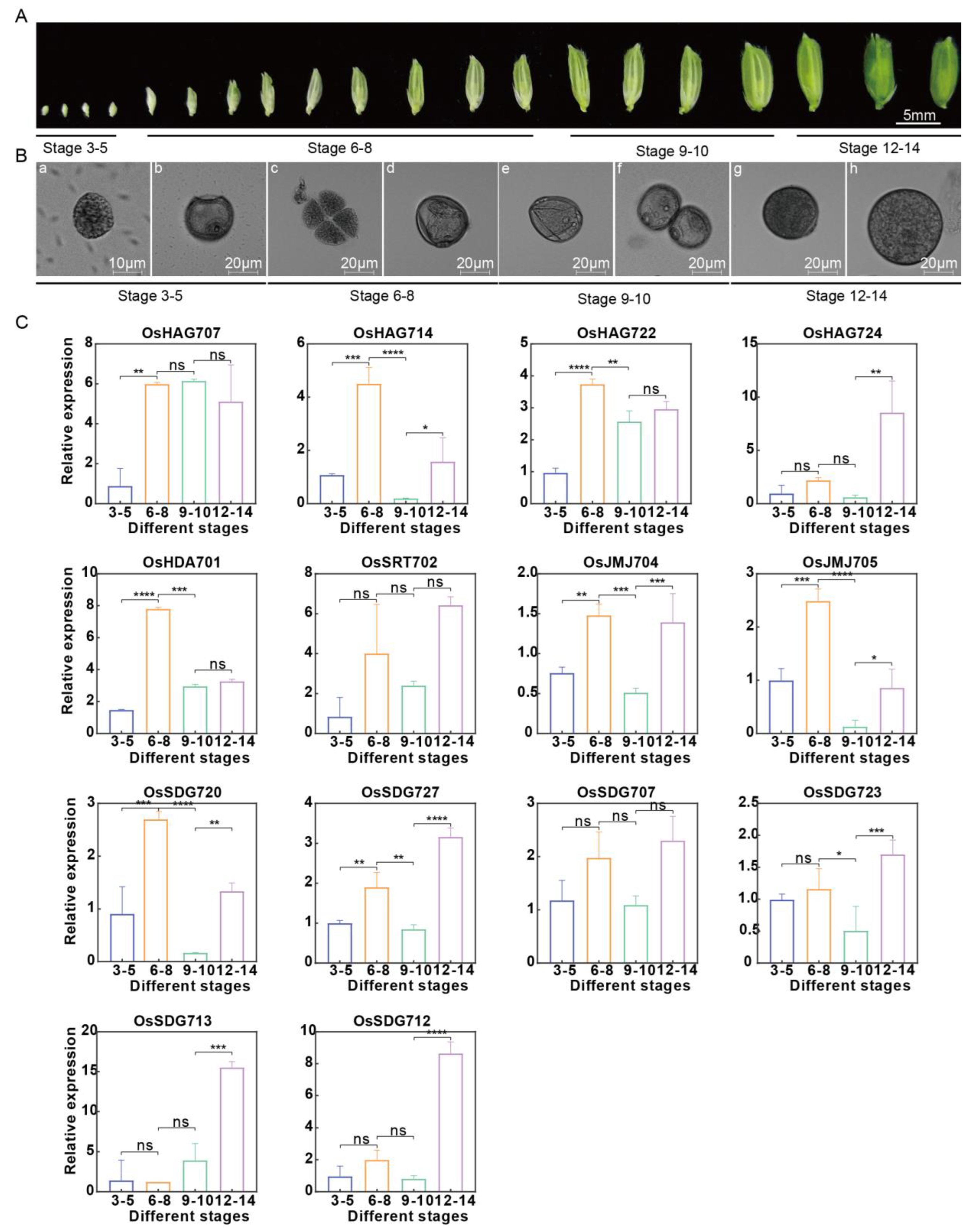 Plants 13 02496 g011