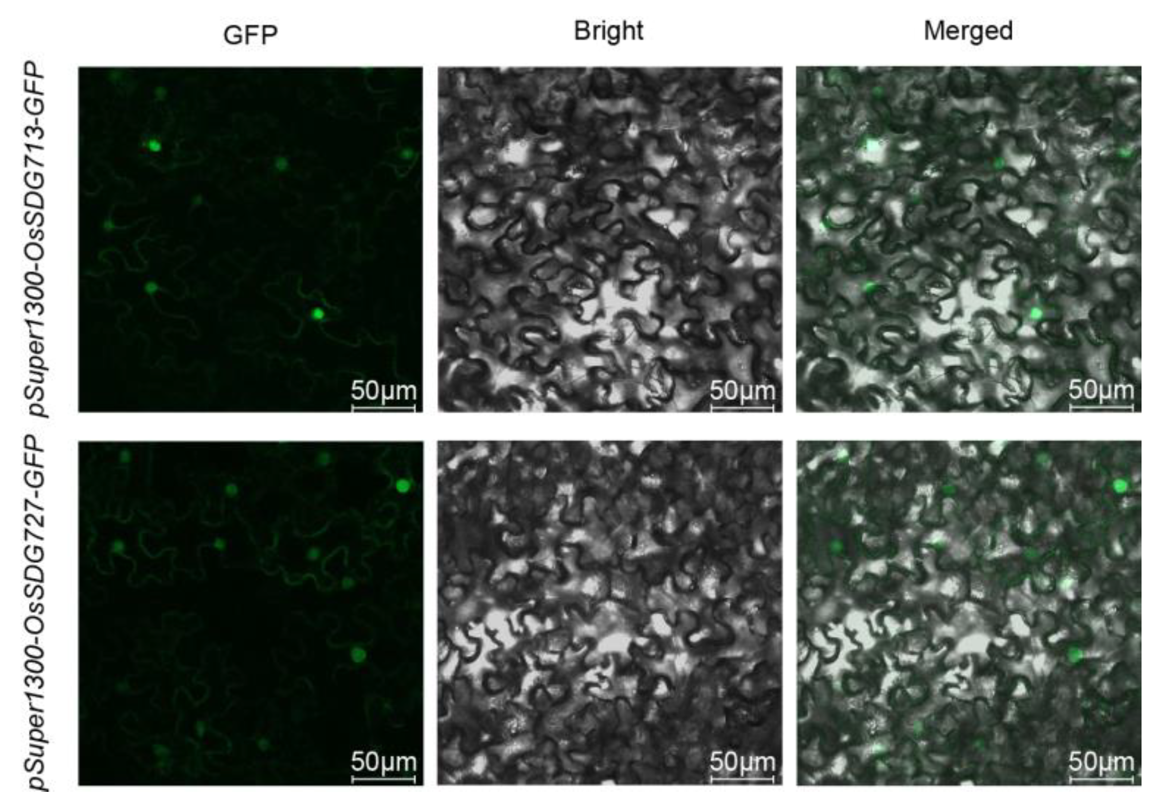 Plants 13 02496 g012