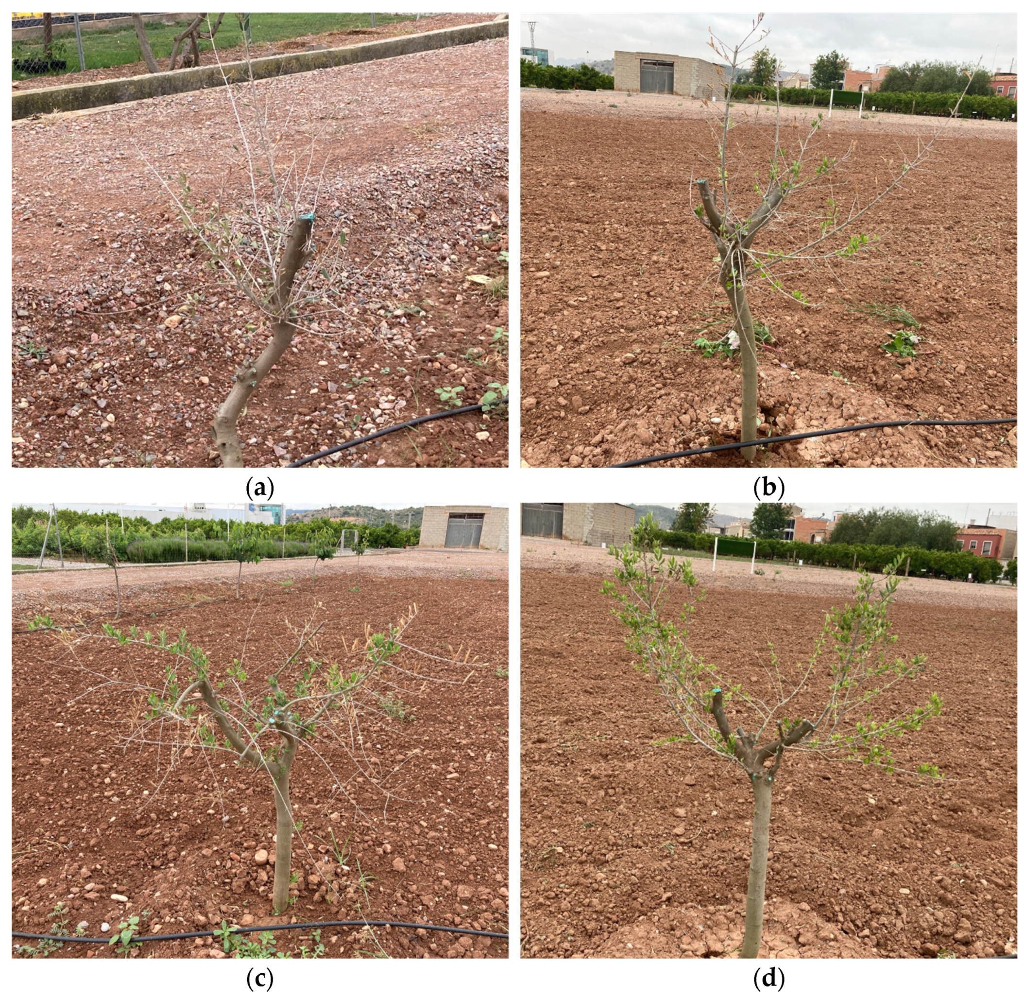 Plants 13 02499 g004