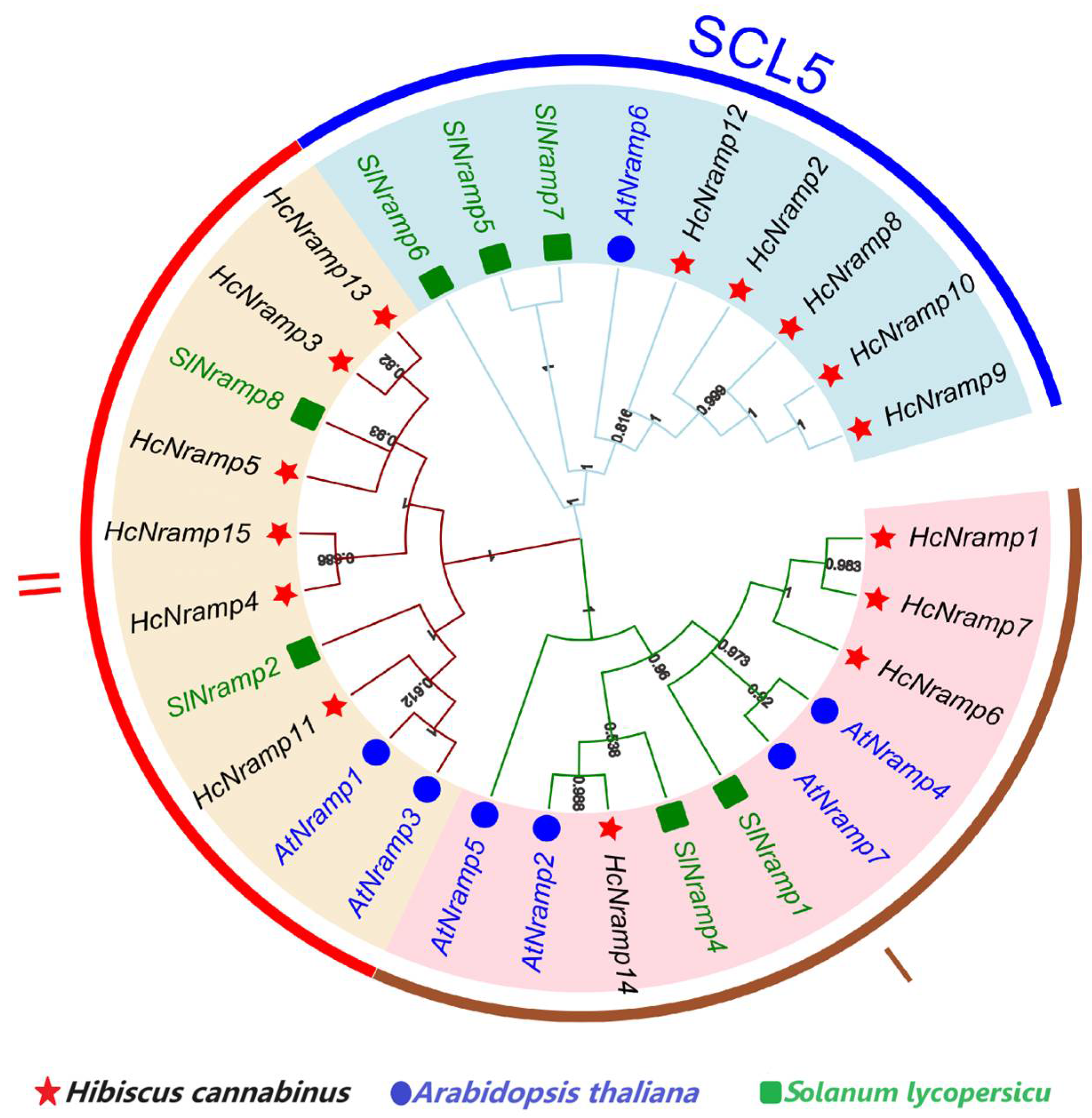 Plants 13 02514 g001