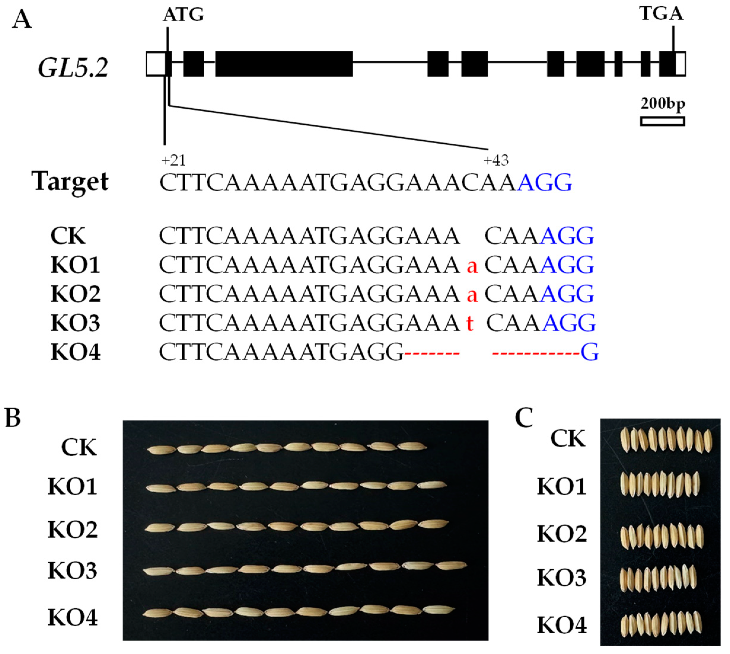 Plants 13 02521 g003