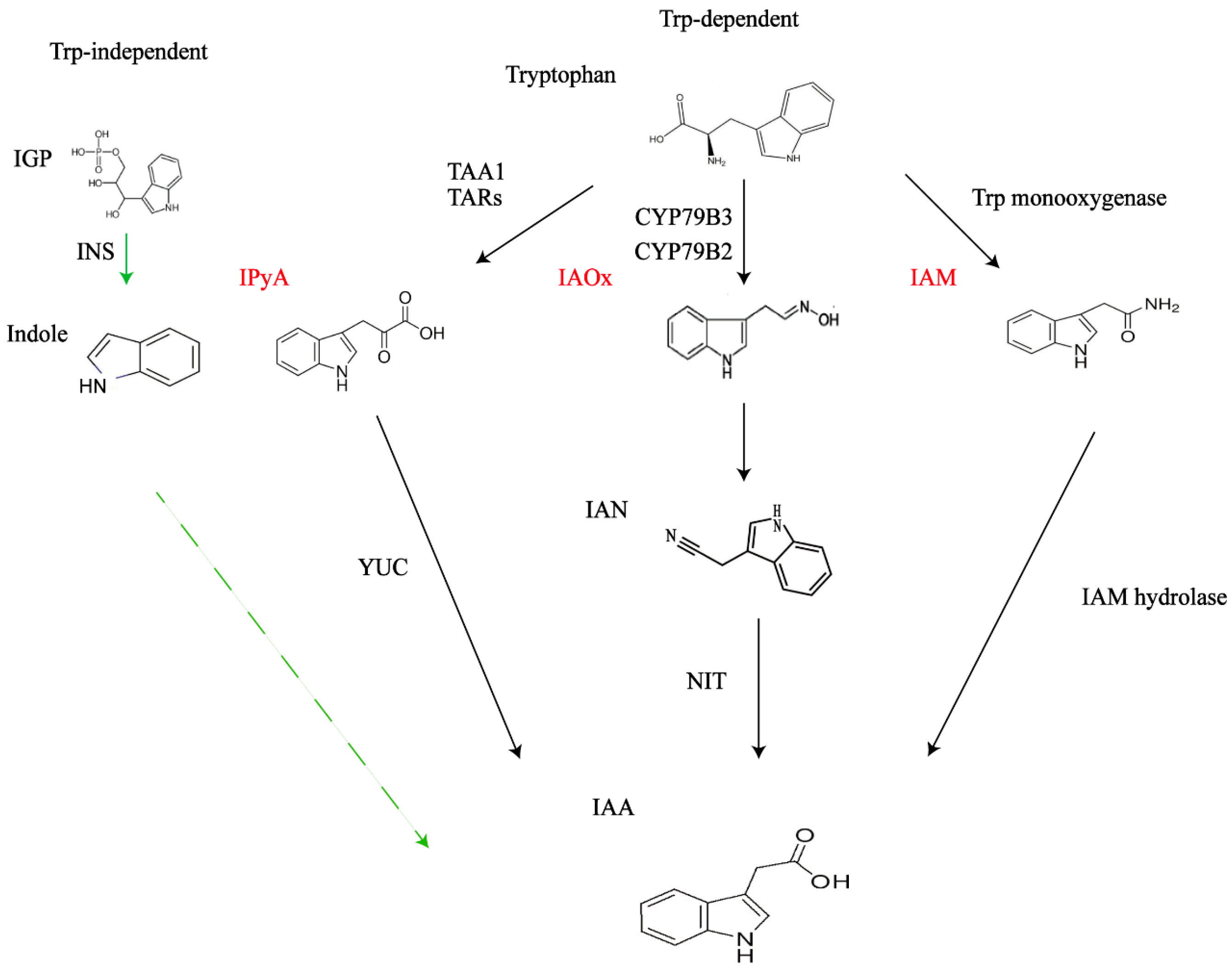 Plants 13 02523 g003