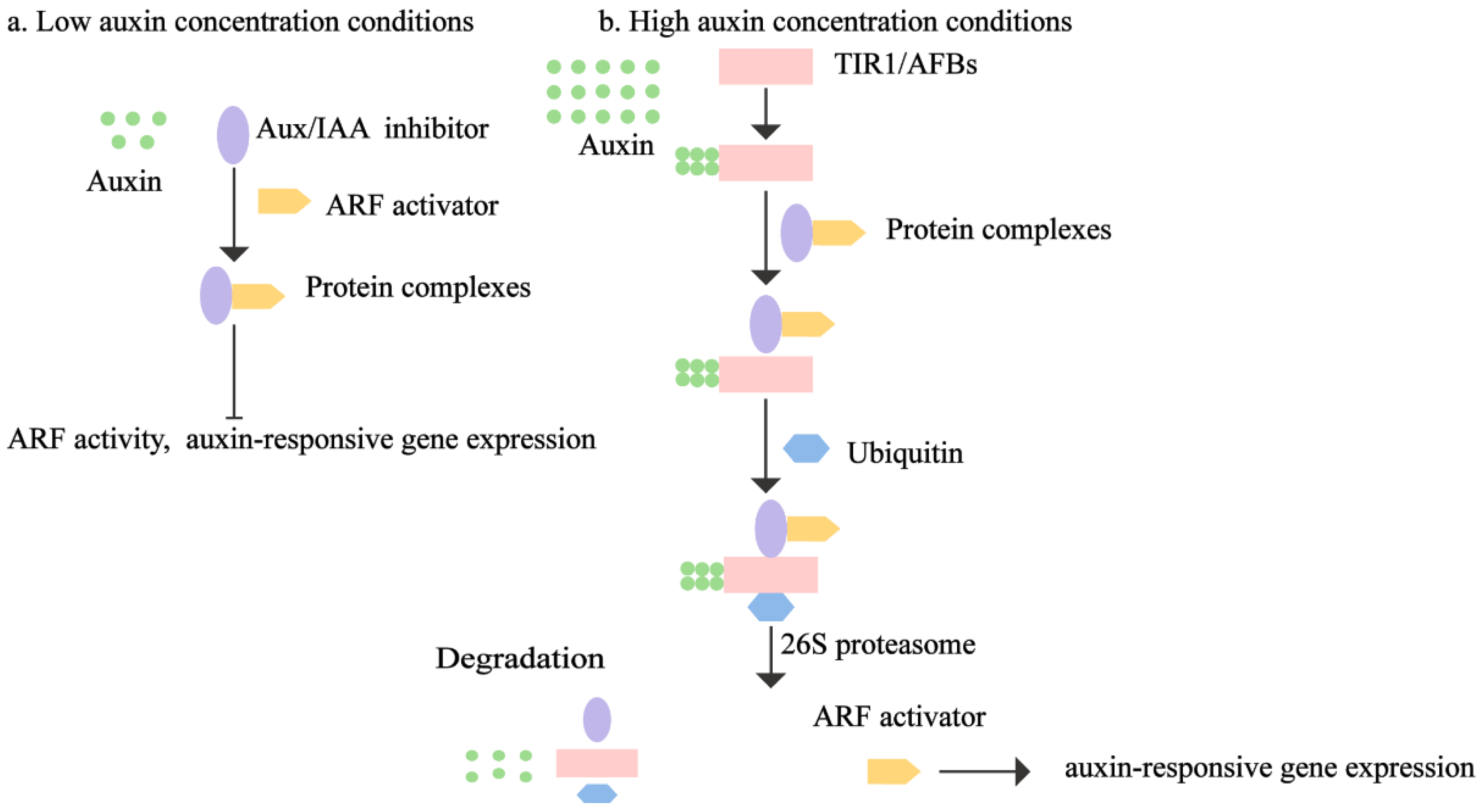 Plants 13 02523 g004