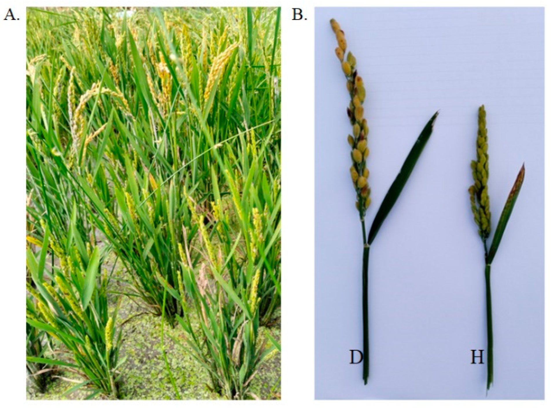 Plants 13 02531 g002