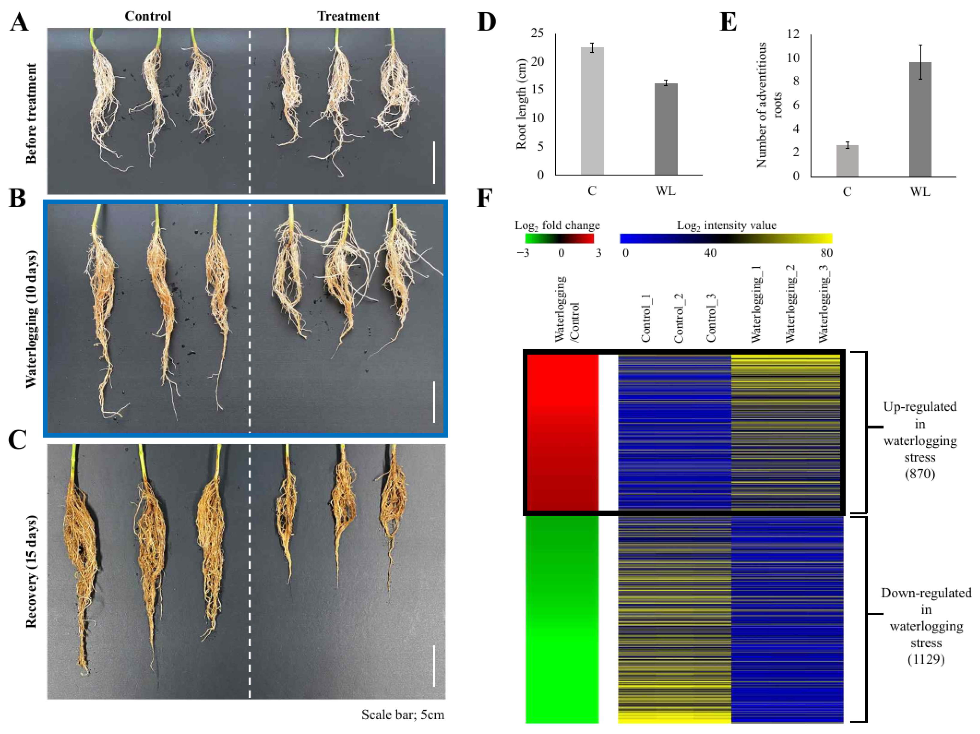 Plants 13 02538 g001 Plants 13 02538 g001