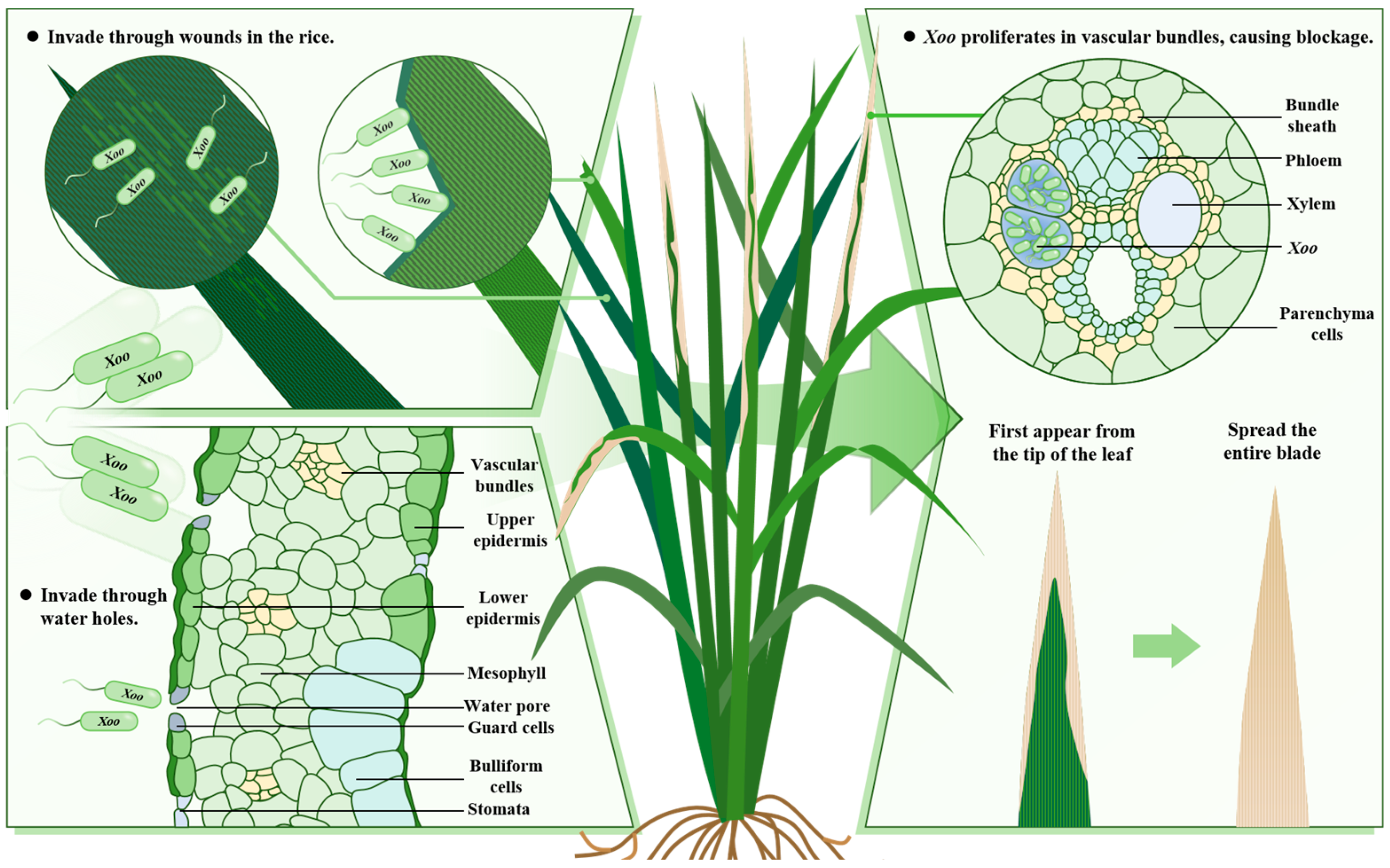 Plants 13 02541 g001