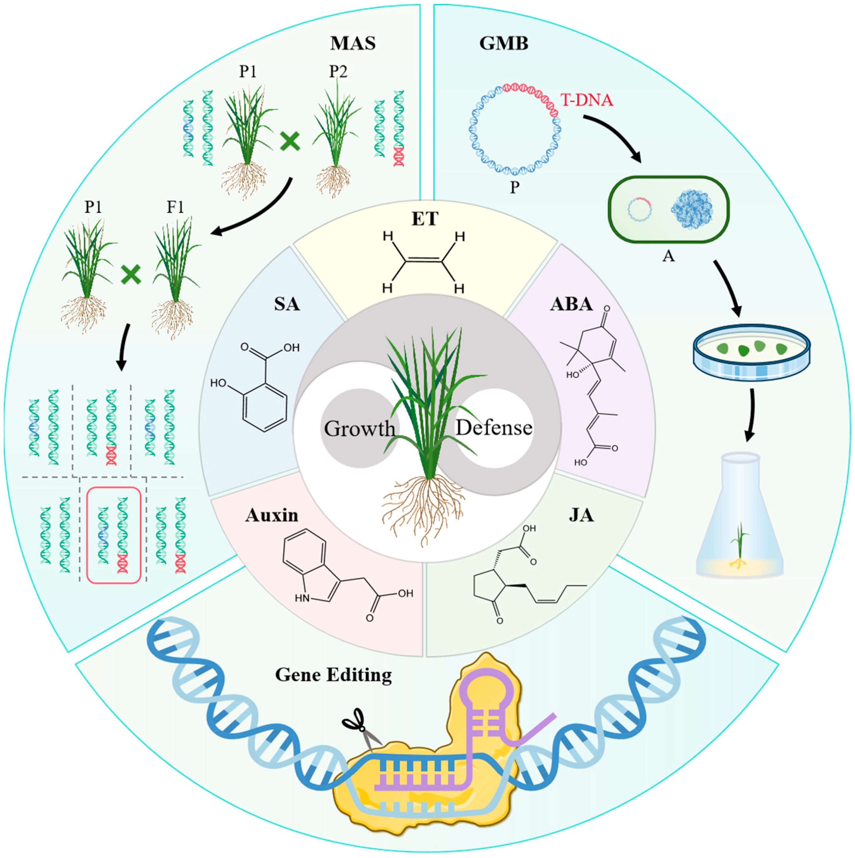 Plants 13 02541 g003