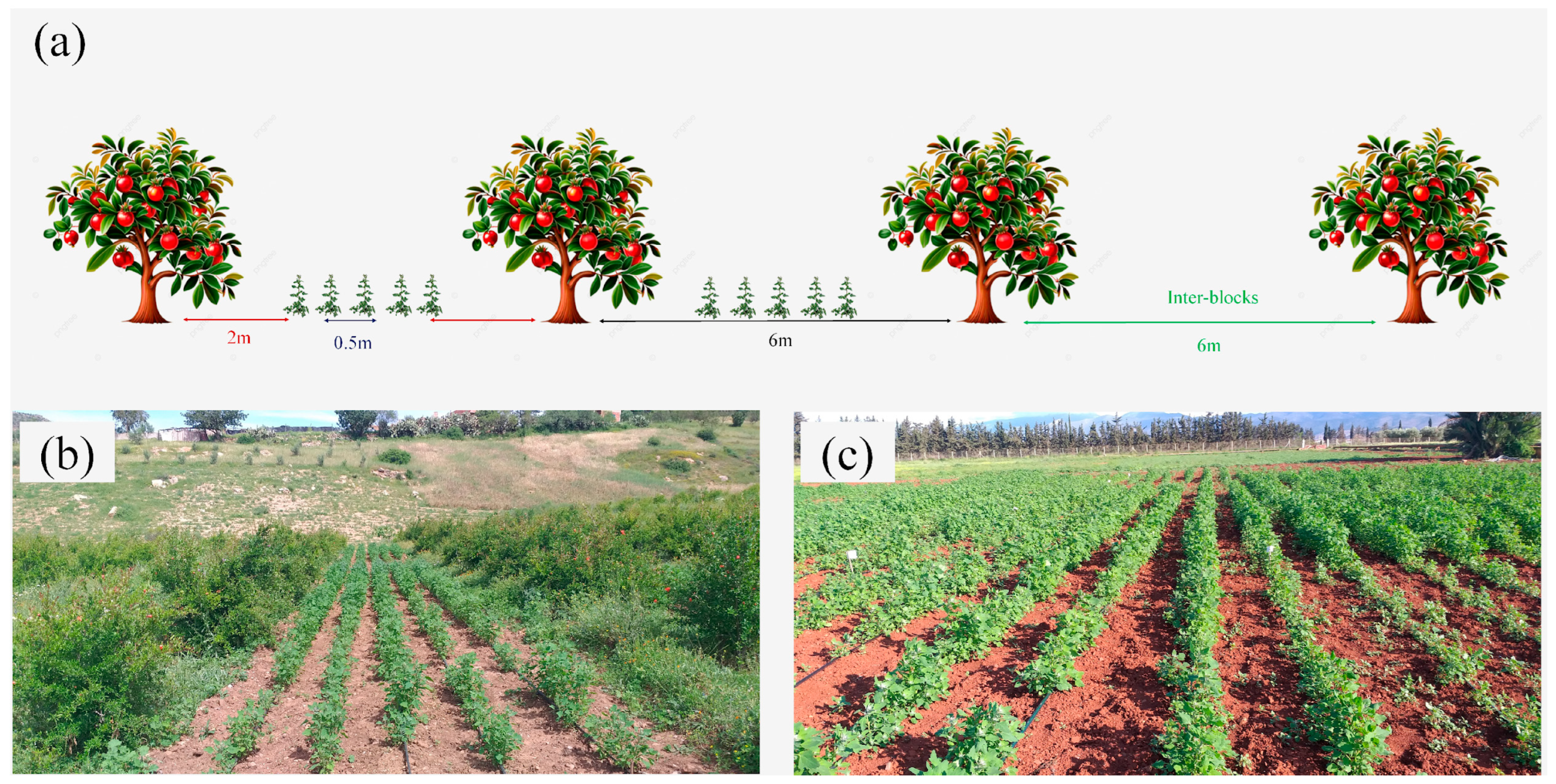 Plants 13 02543 g006