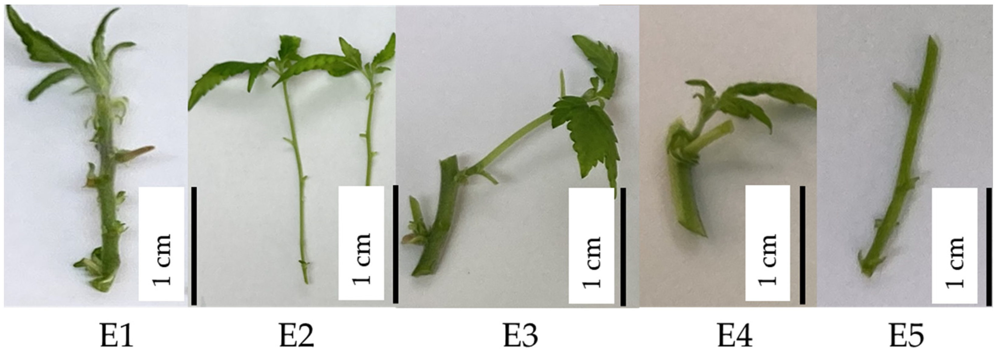 Plants 13 02544 g003