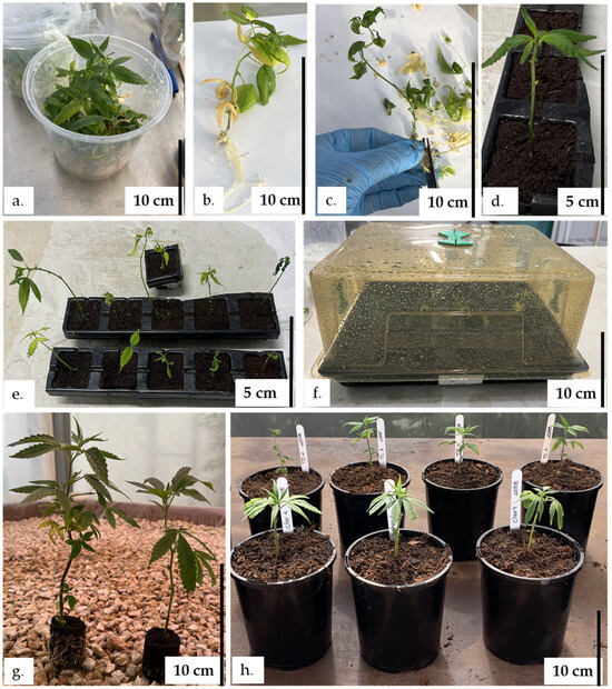 Plants 13 02544 g0a4