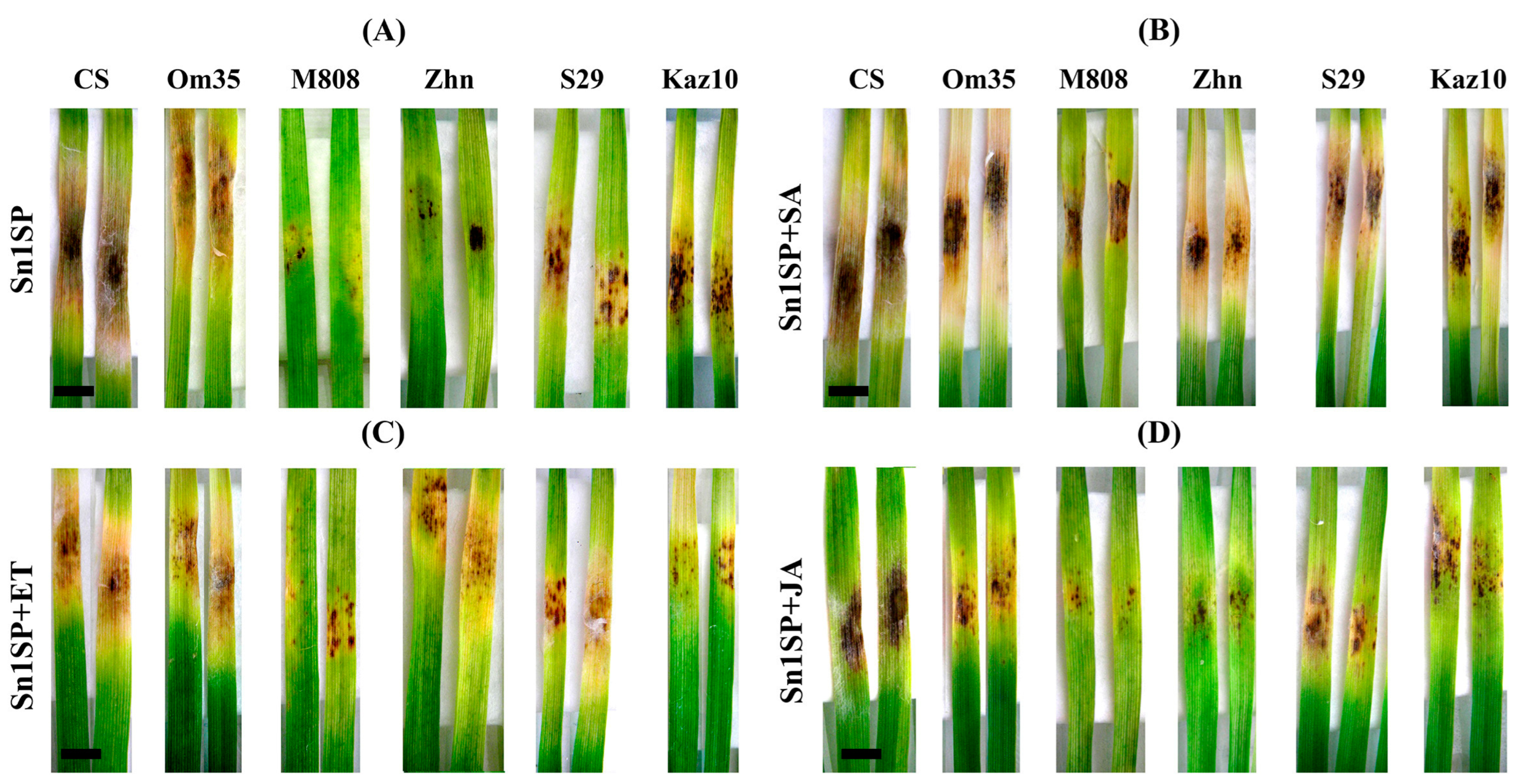 Plants 13 02546 g001