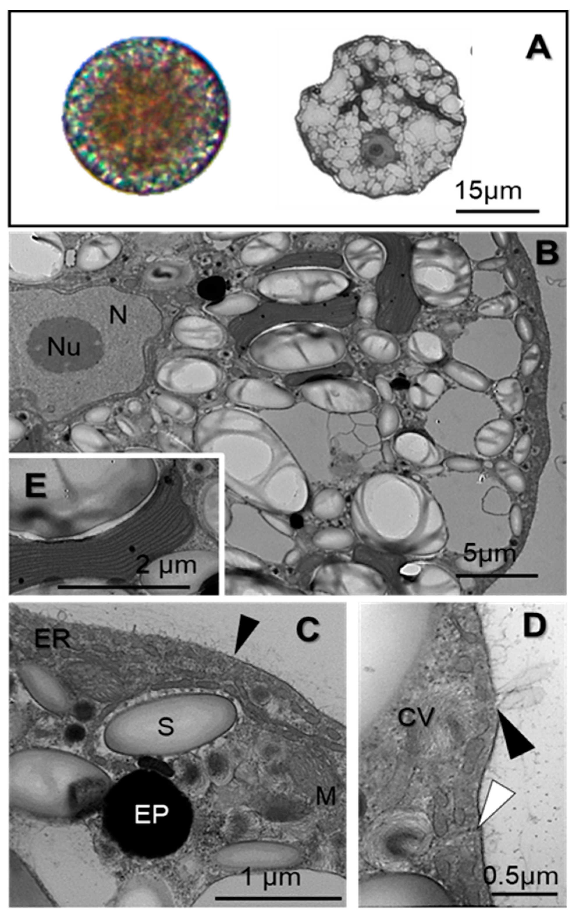 Plants 13 02547 g001