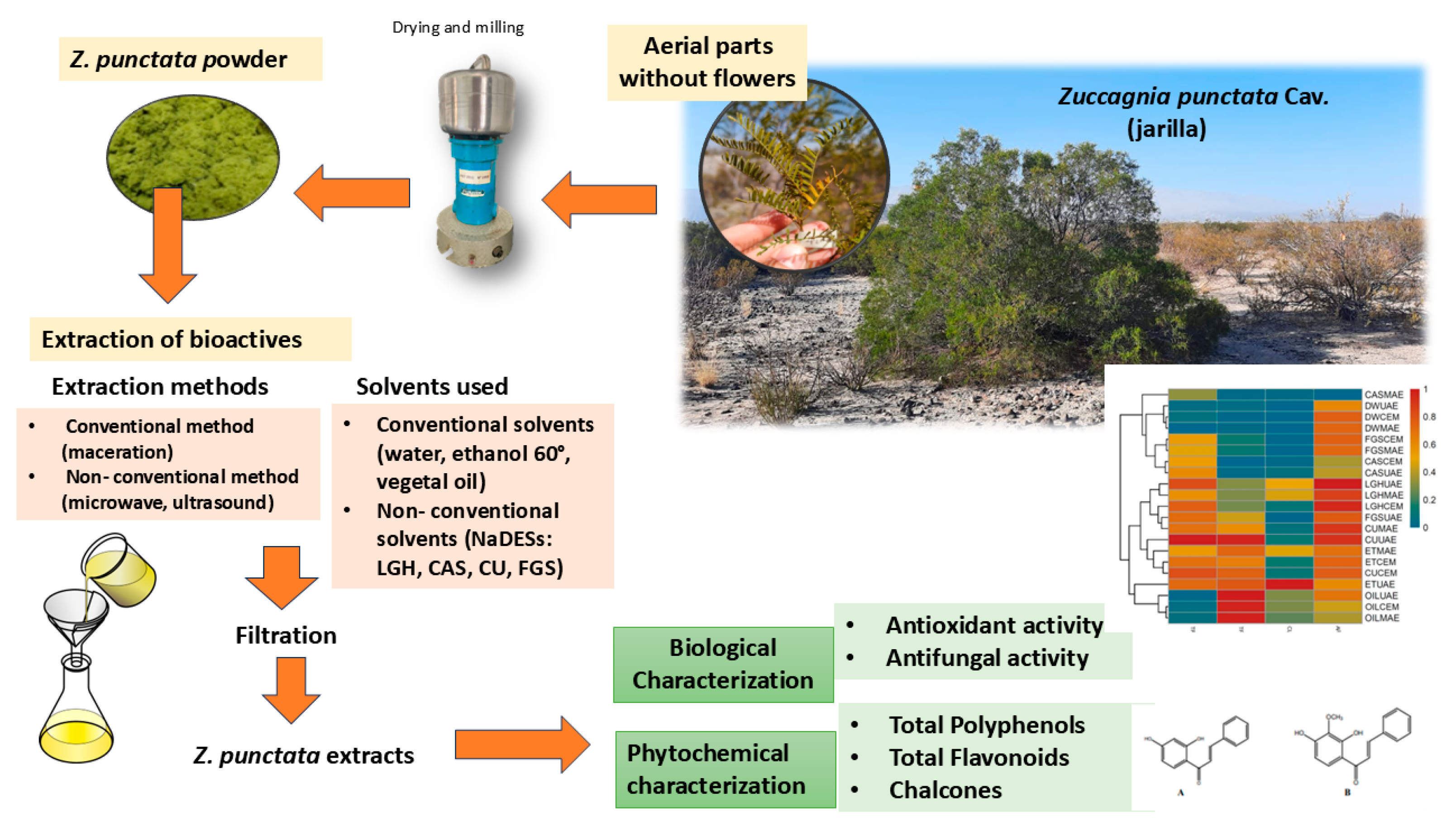 Plants 13 02563 g001