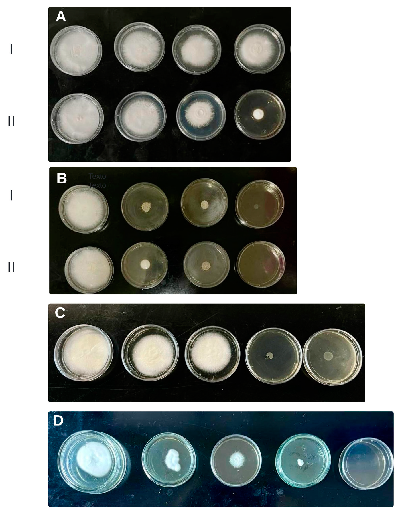 Plants 13 02563 g004