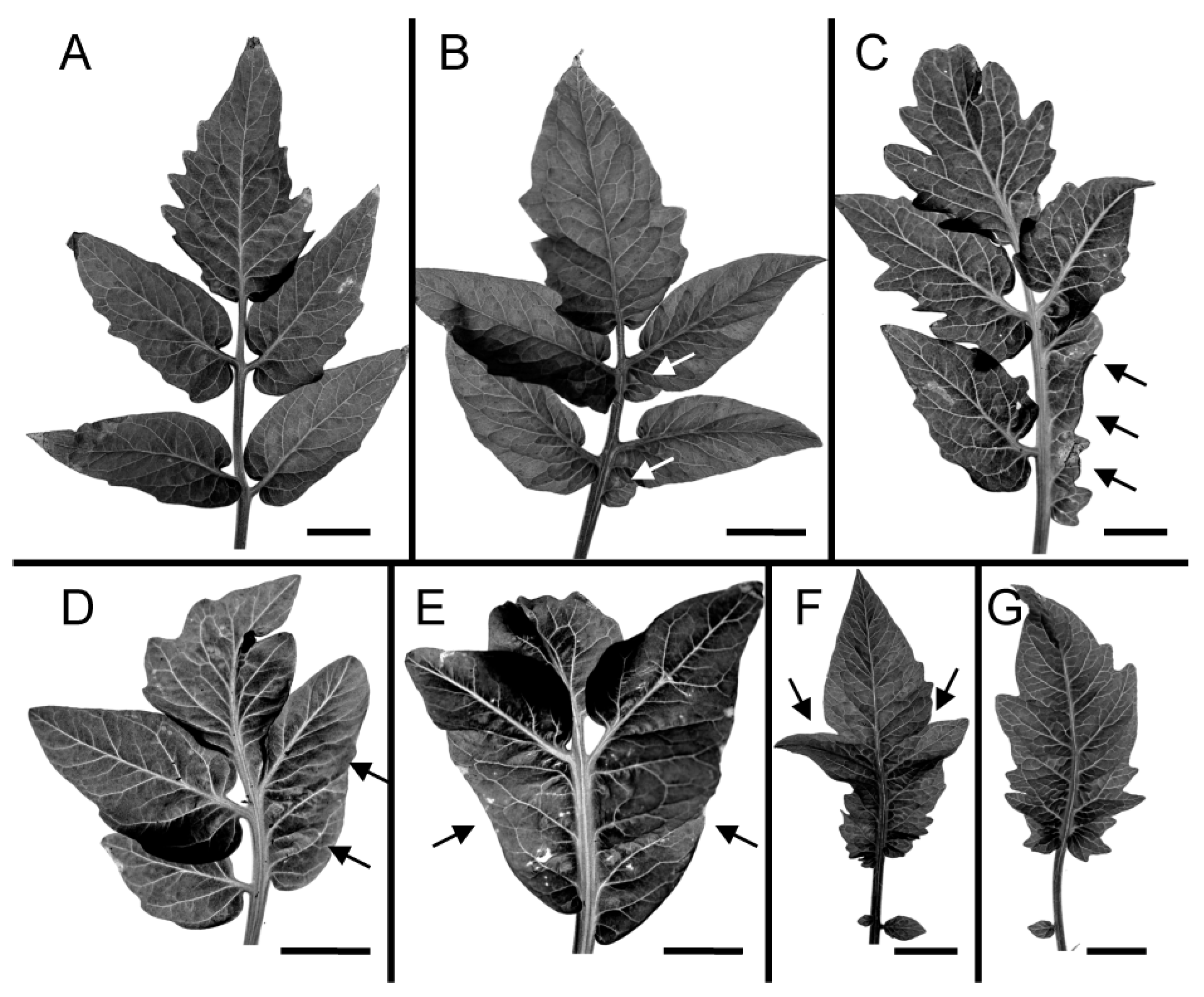 Plants 13 02566 g006