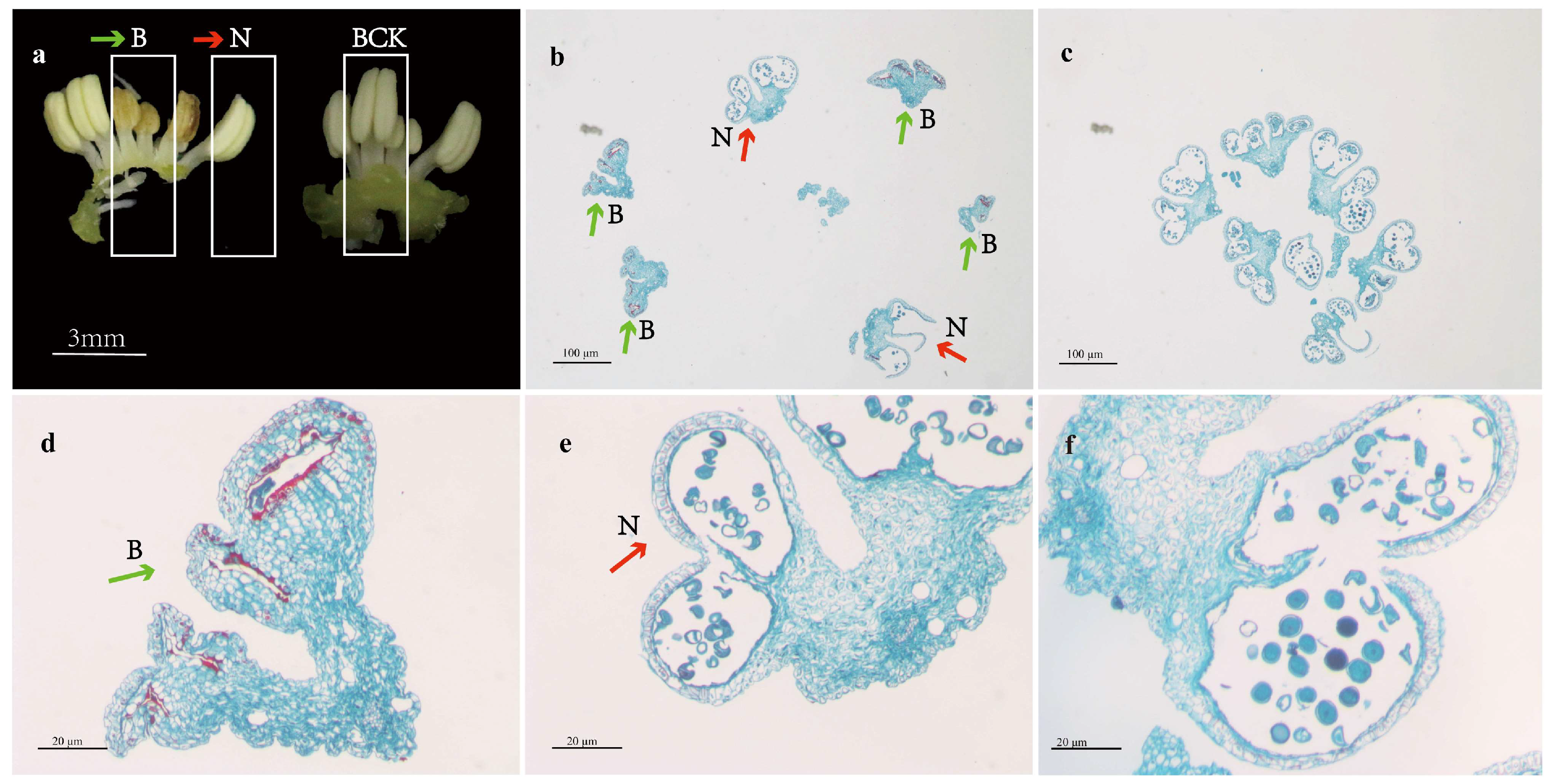 Plants 13 02571 g002