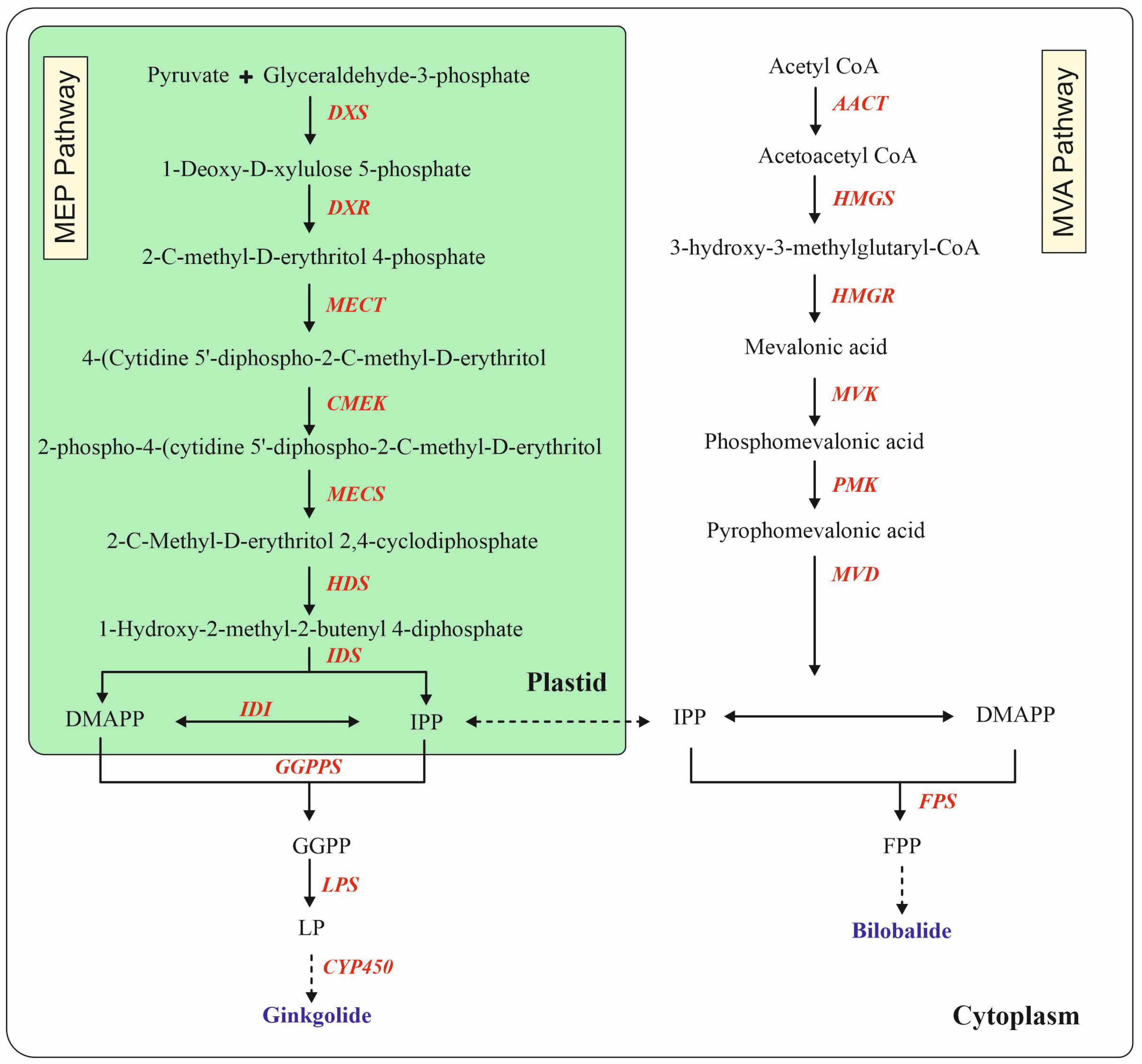 Plants 13 02575 g003 Plants 13 02575 g003