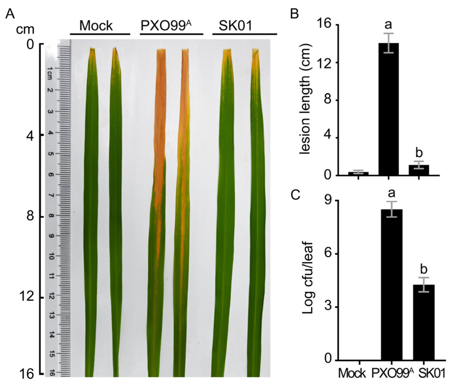 Plants 13 02576 g002