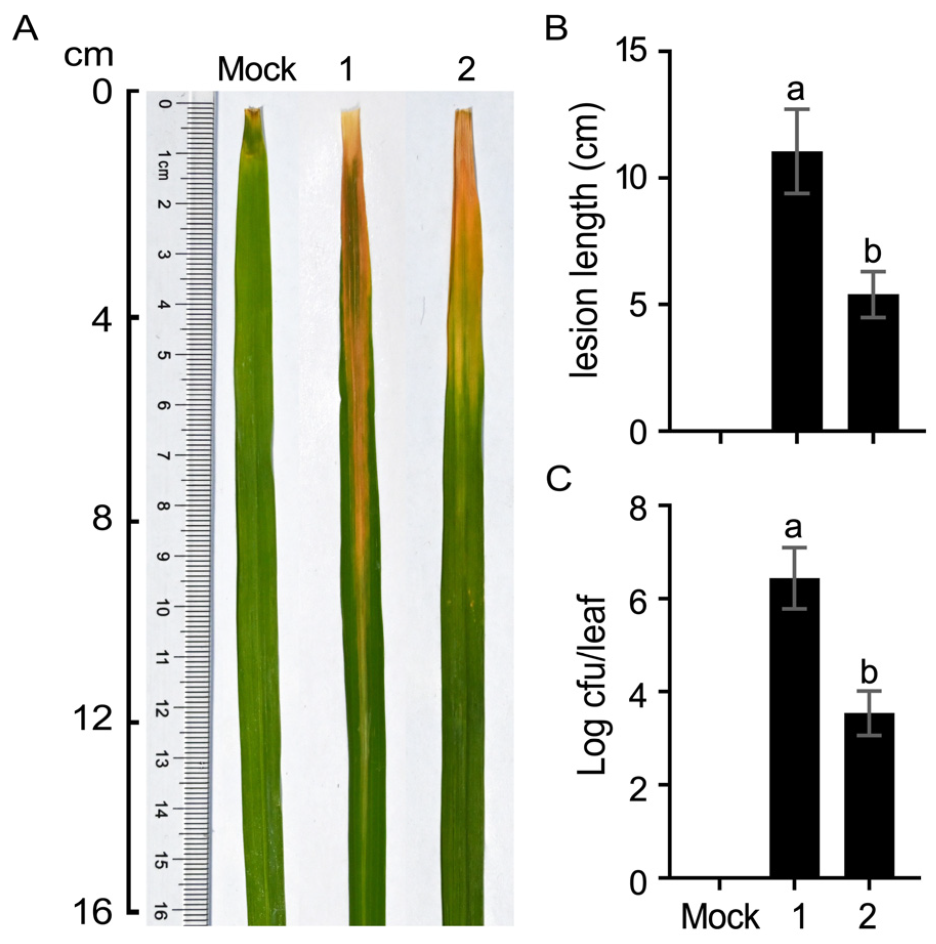 Plants 13 02576 g006