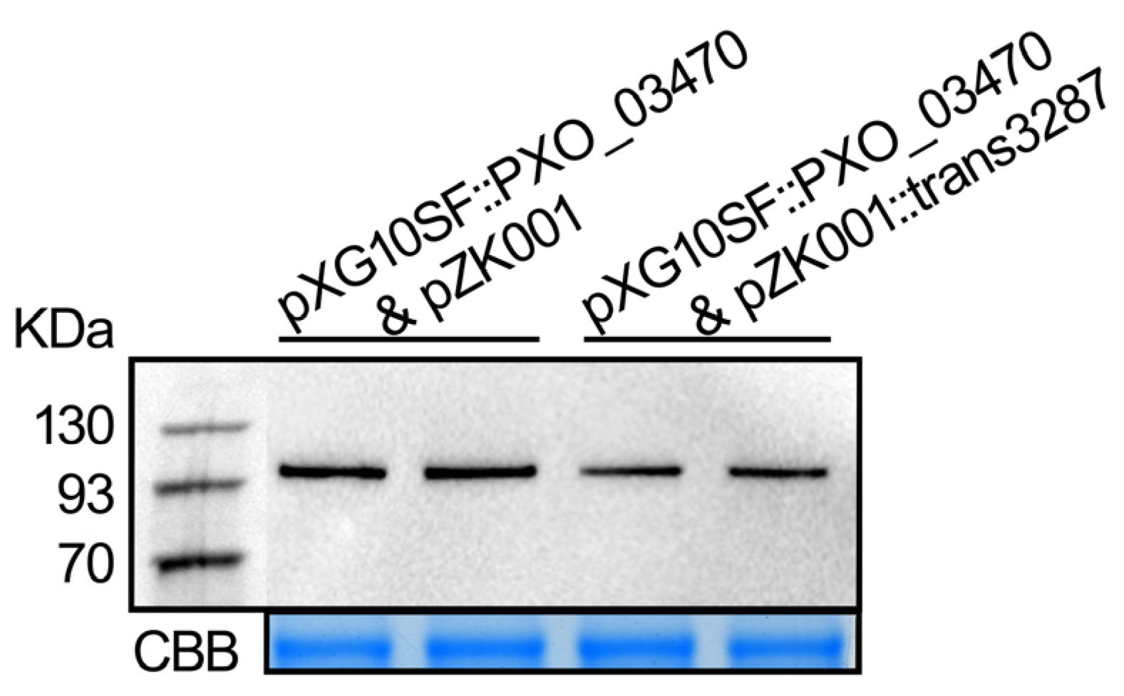 Plants 13 02576 g007