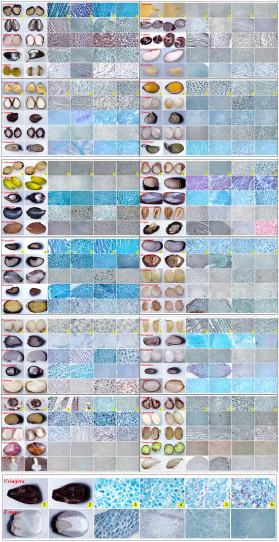 Plants 13 02577 g0a1