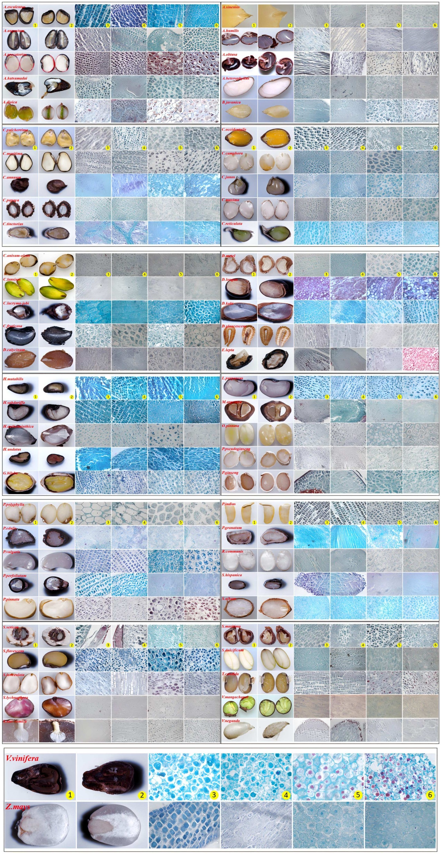 Plants 13 02577 g0a1 Plants 13 02577 g0a1