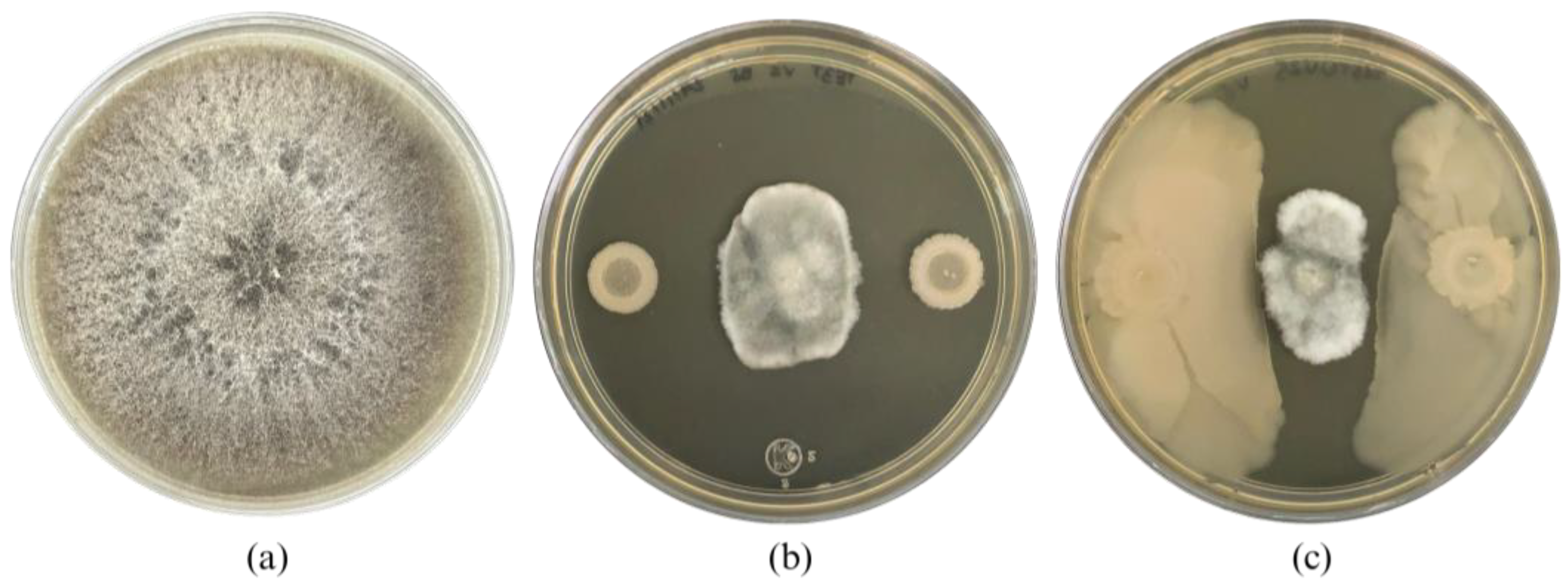 Plants 13 02578 g001 Plants 13 02578 g001