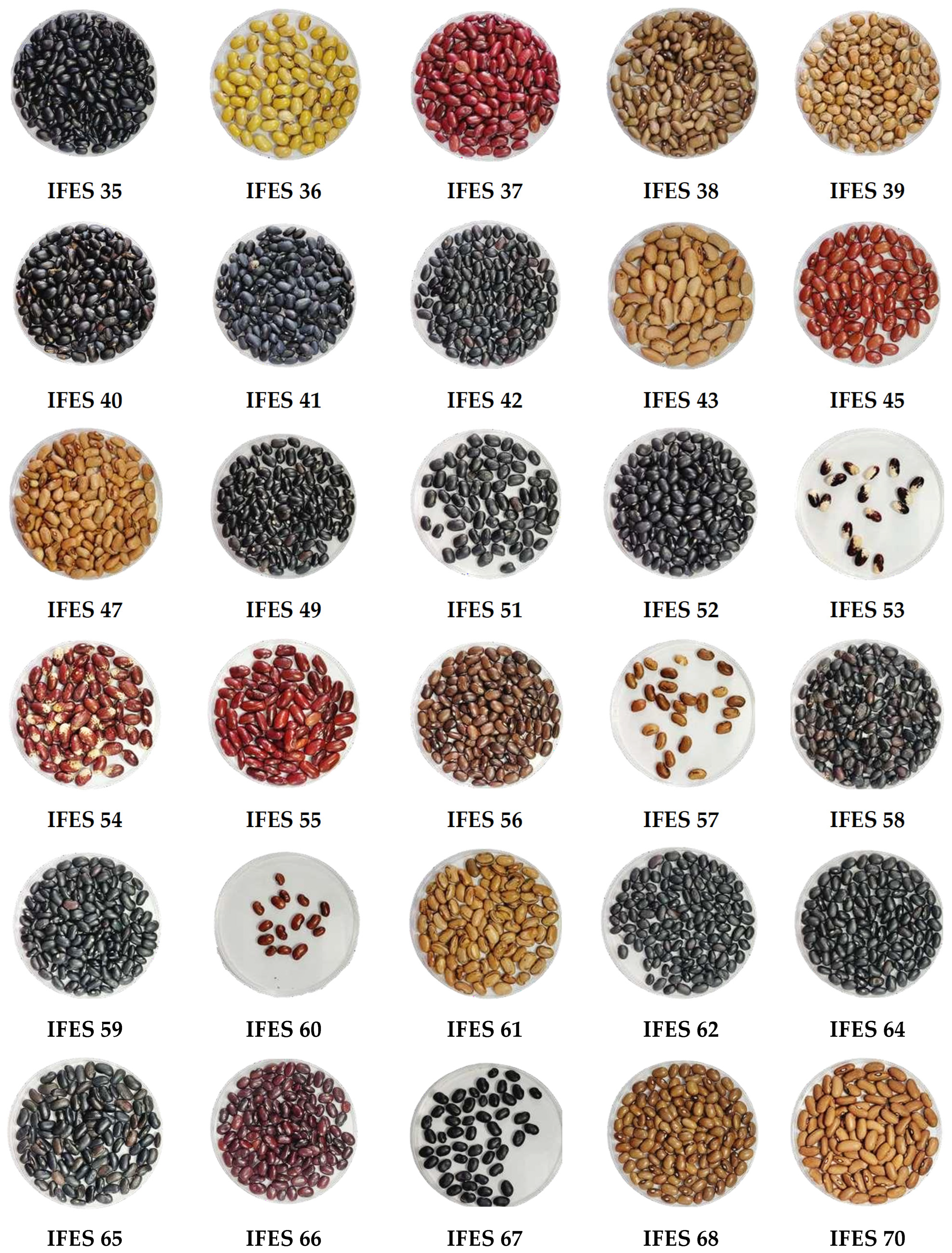 Plants 13 02584 g001b