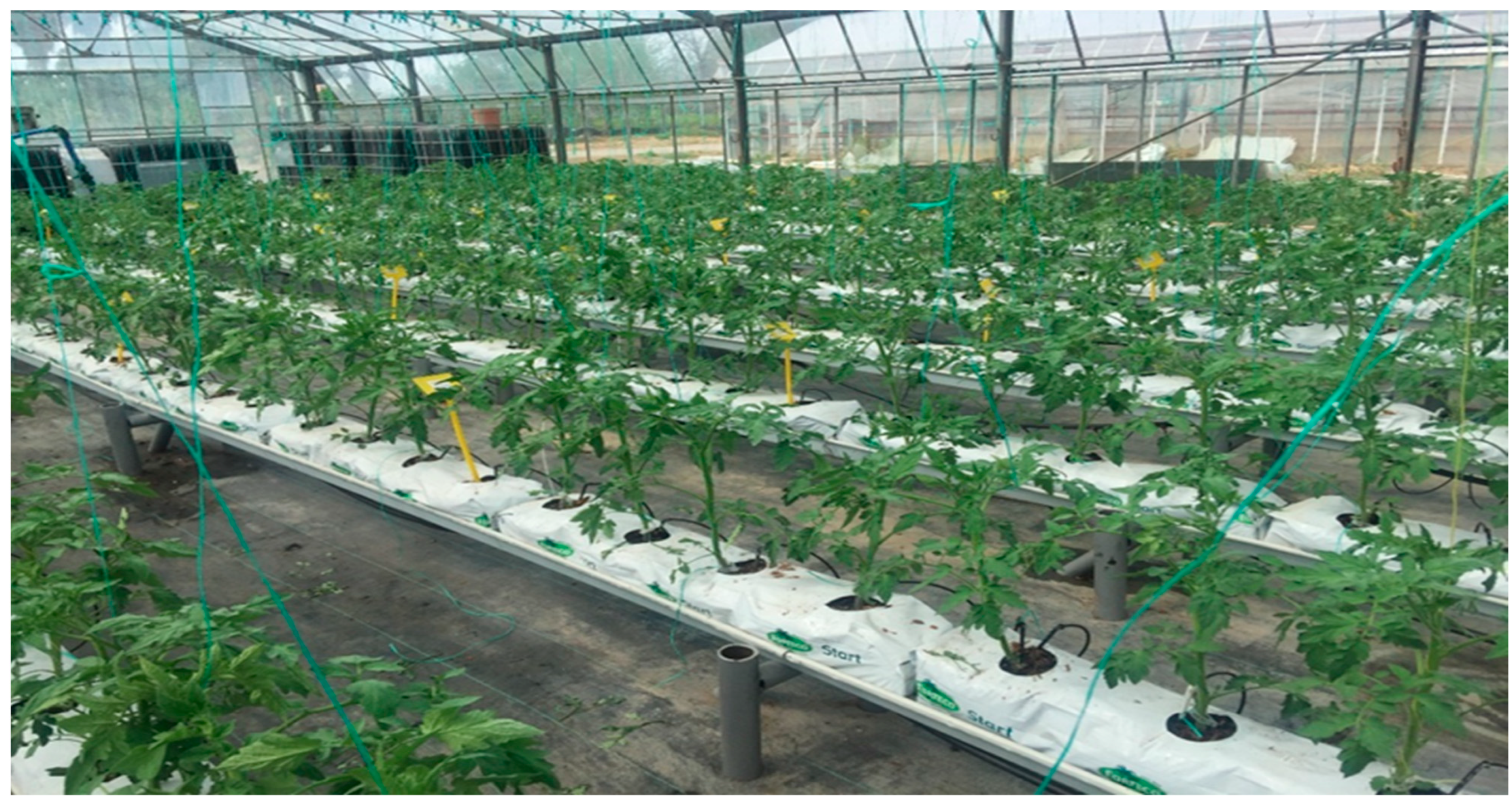 Plants 13 02587 g001