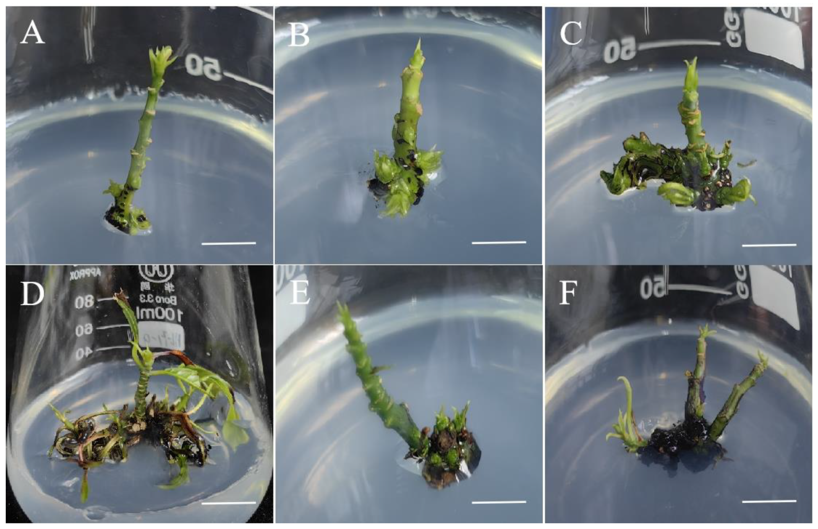 Plants 13 02595 g002