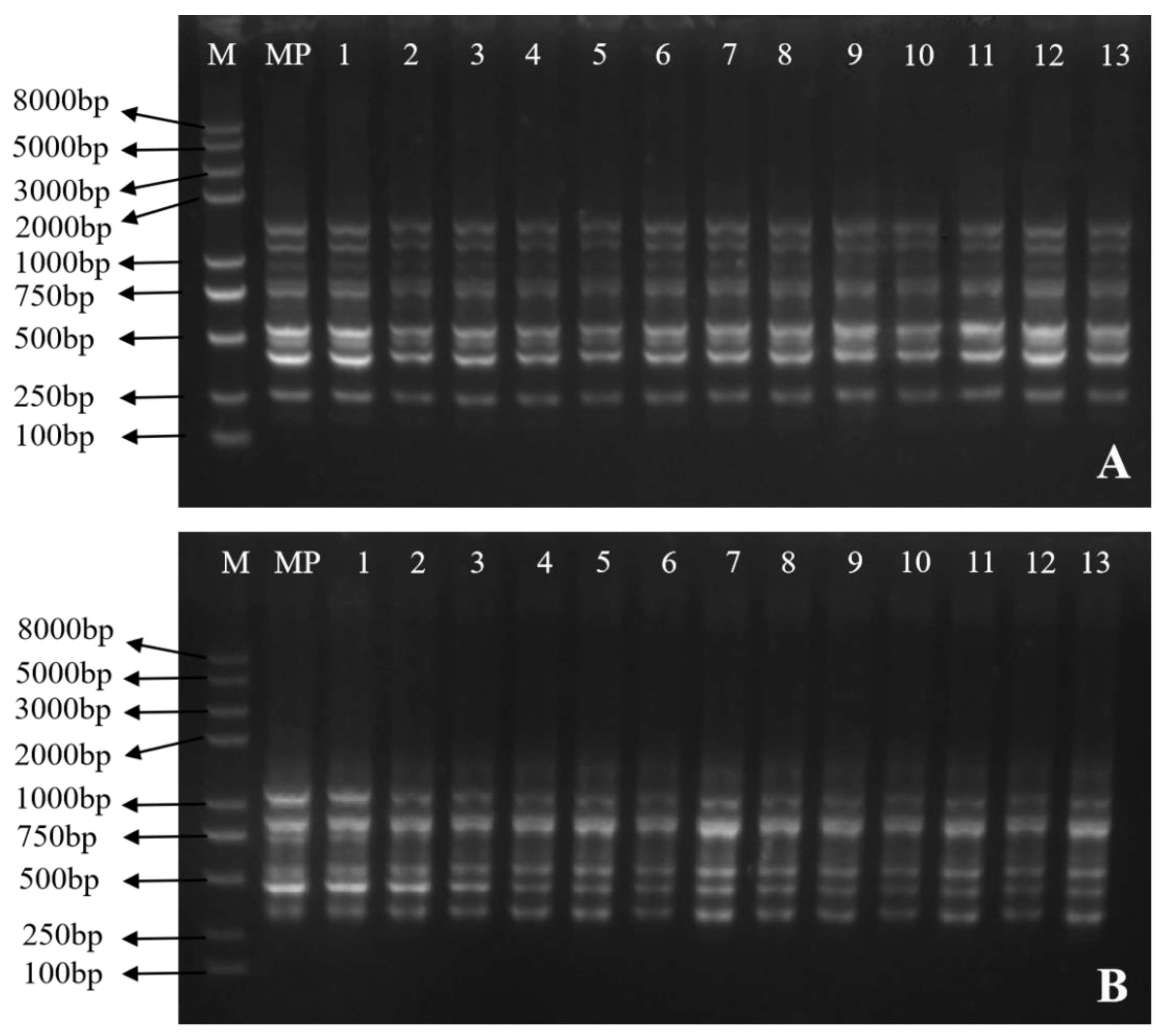 Plants 13 02595 g007