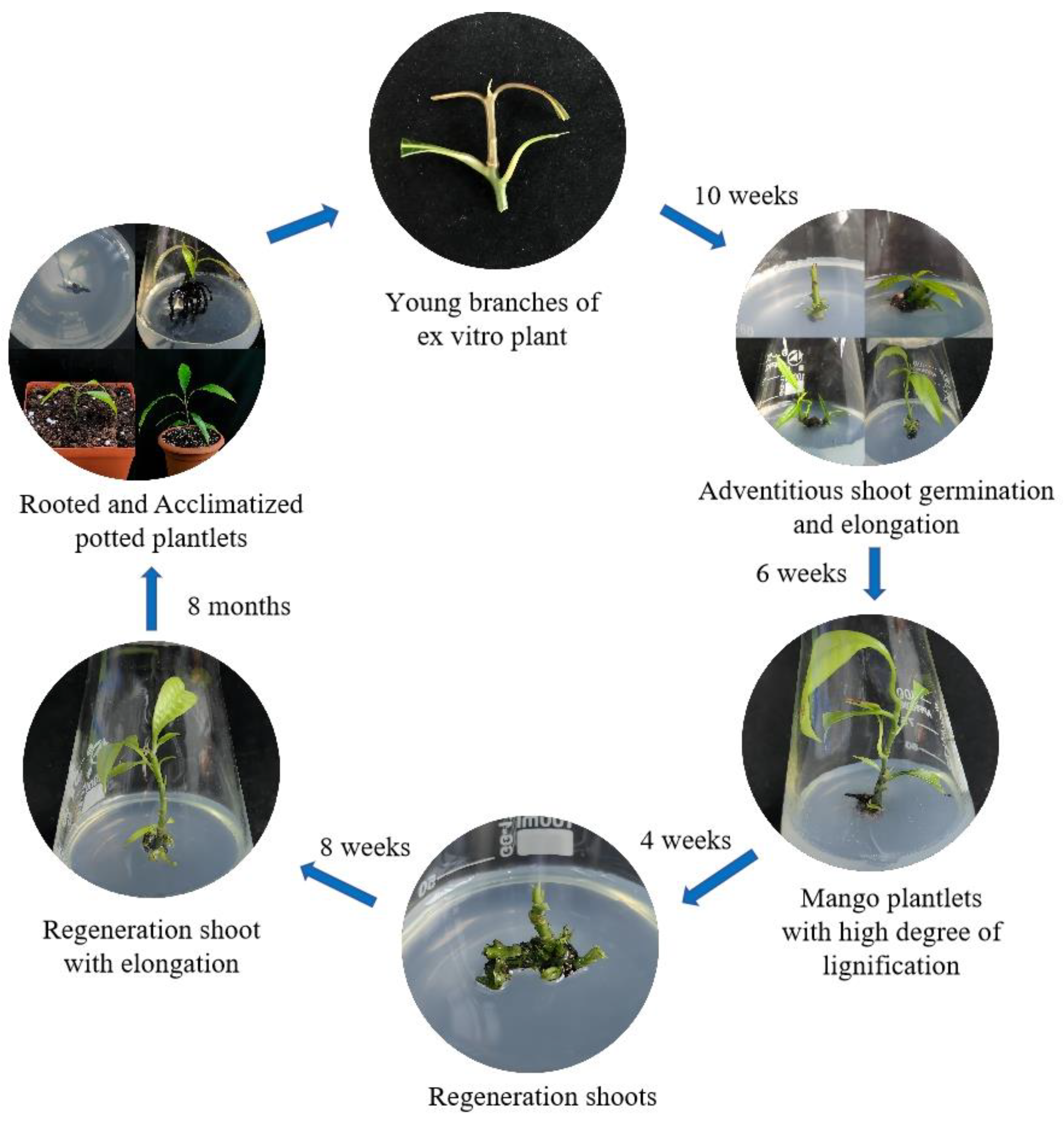 Plants 13 02595 g008