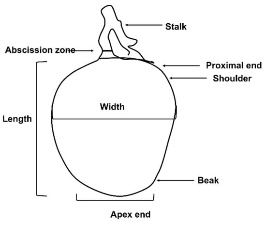 Plants 13 02596 g001