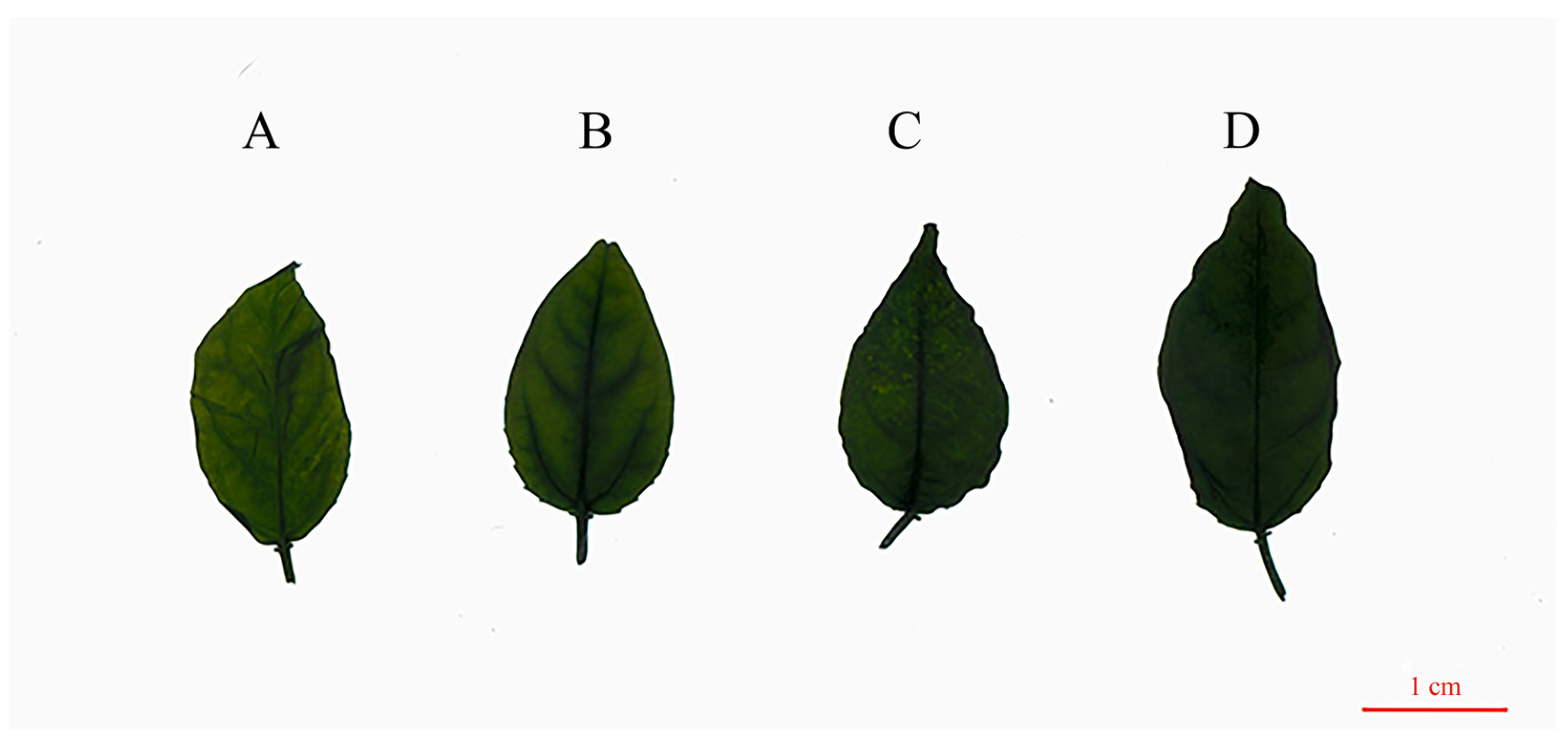 Plants 13 02603 g004