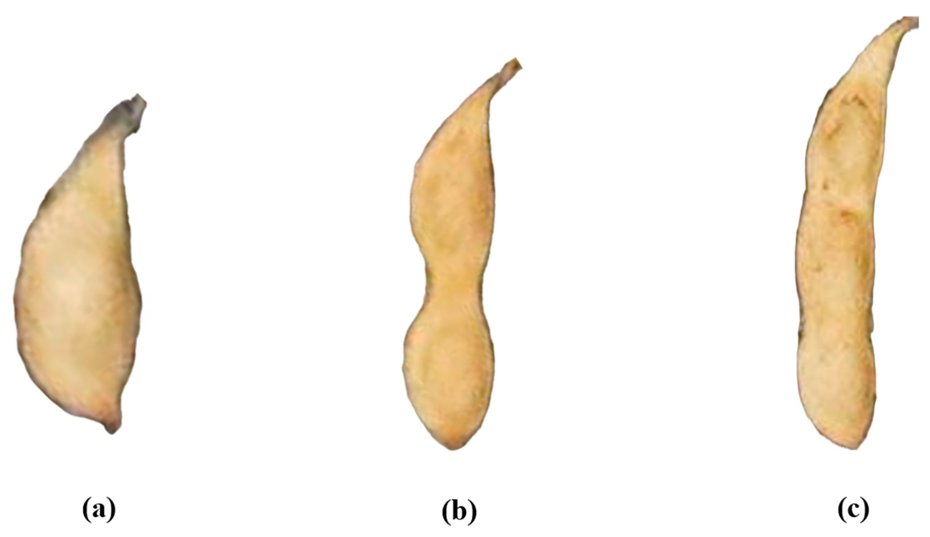 Plants 13 02613 g005